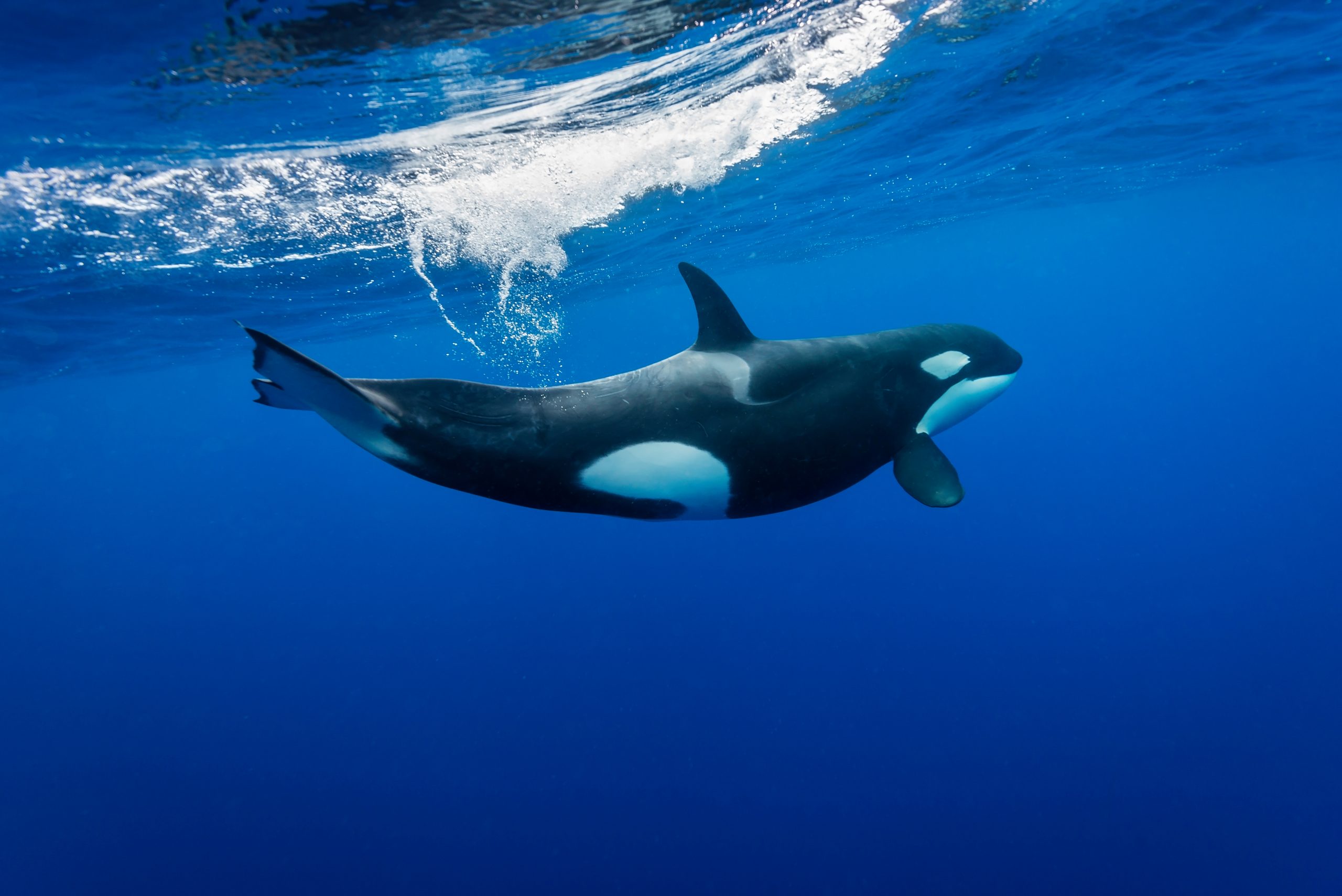 Killer whales swimming in the blue Pacific Ocean offshore from t