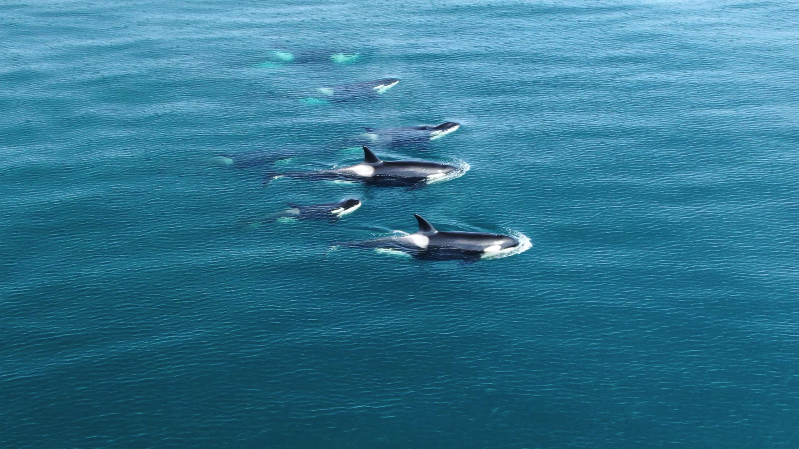 Wild Orcas Whales pod in open water in blue ocean