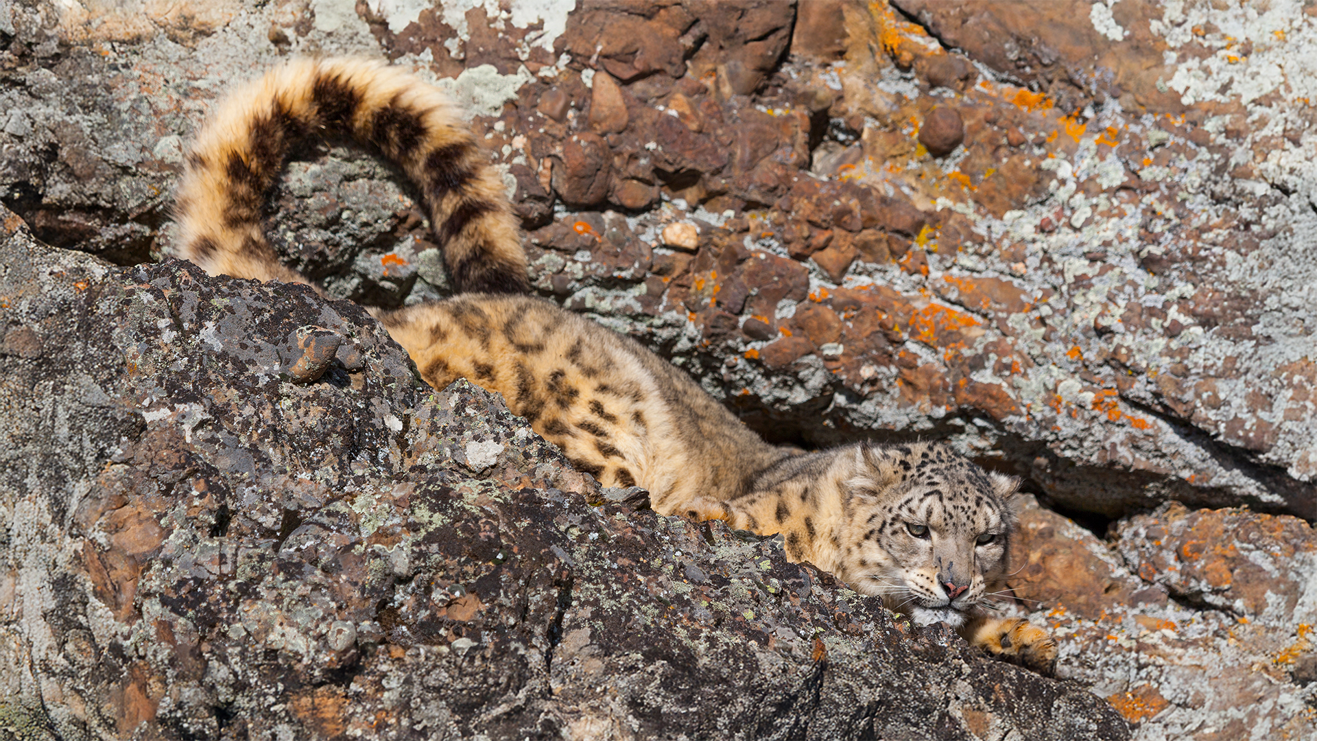 snow leopard