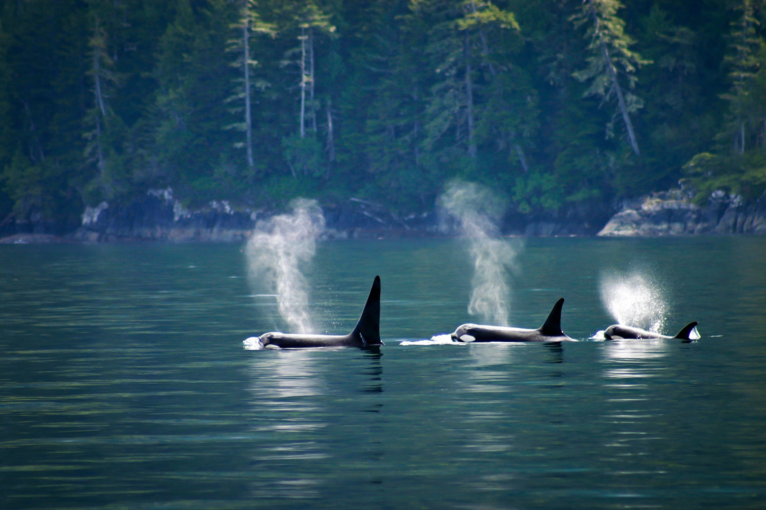 Three orcas in a row, telegraph cove at Vancouver island, Britis