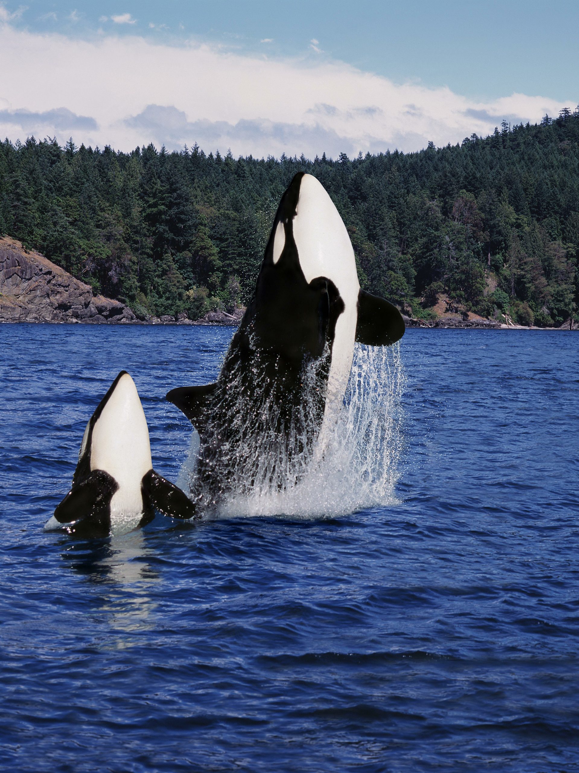 Killer Whale, orcinus orca, Mother and Calf Leaping, Canada