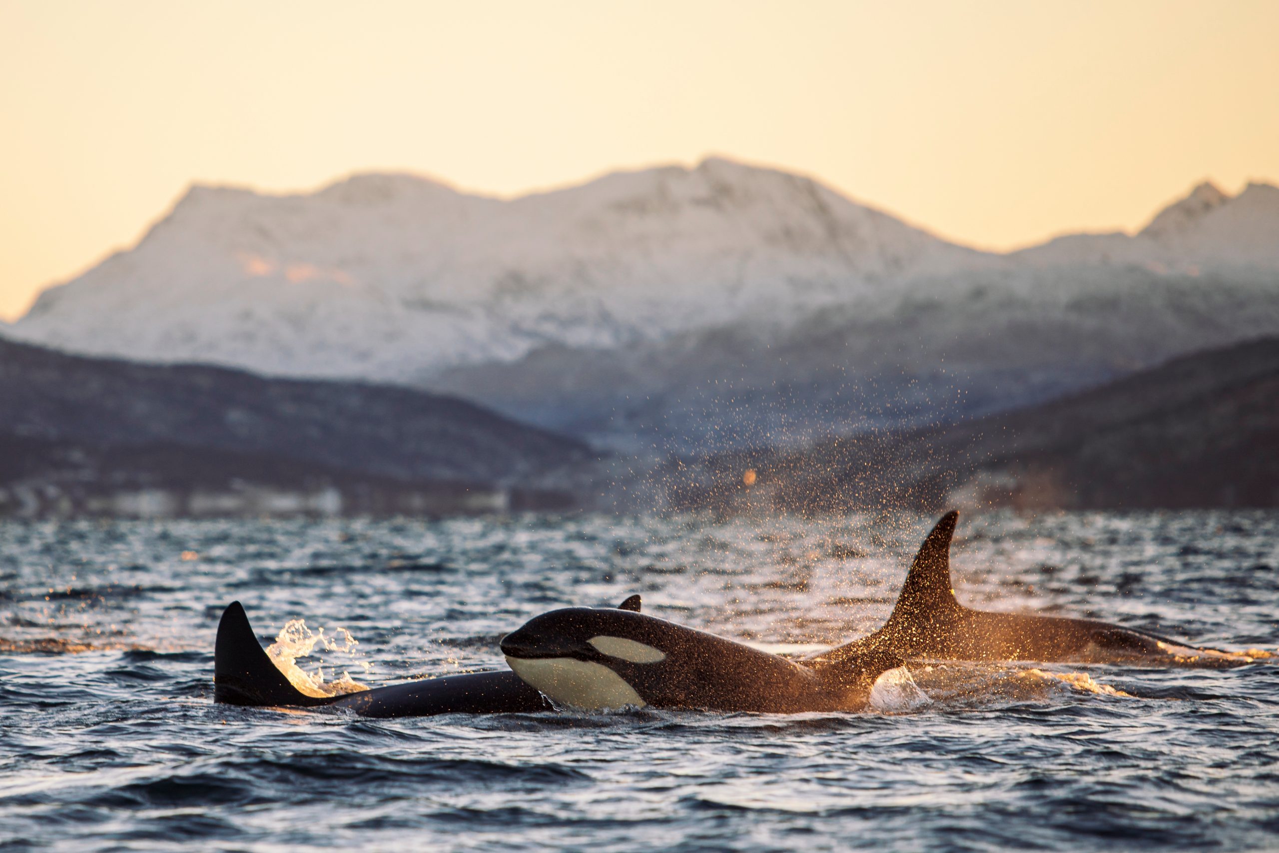 orca whales