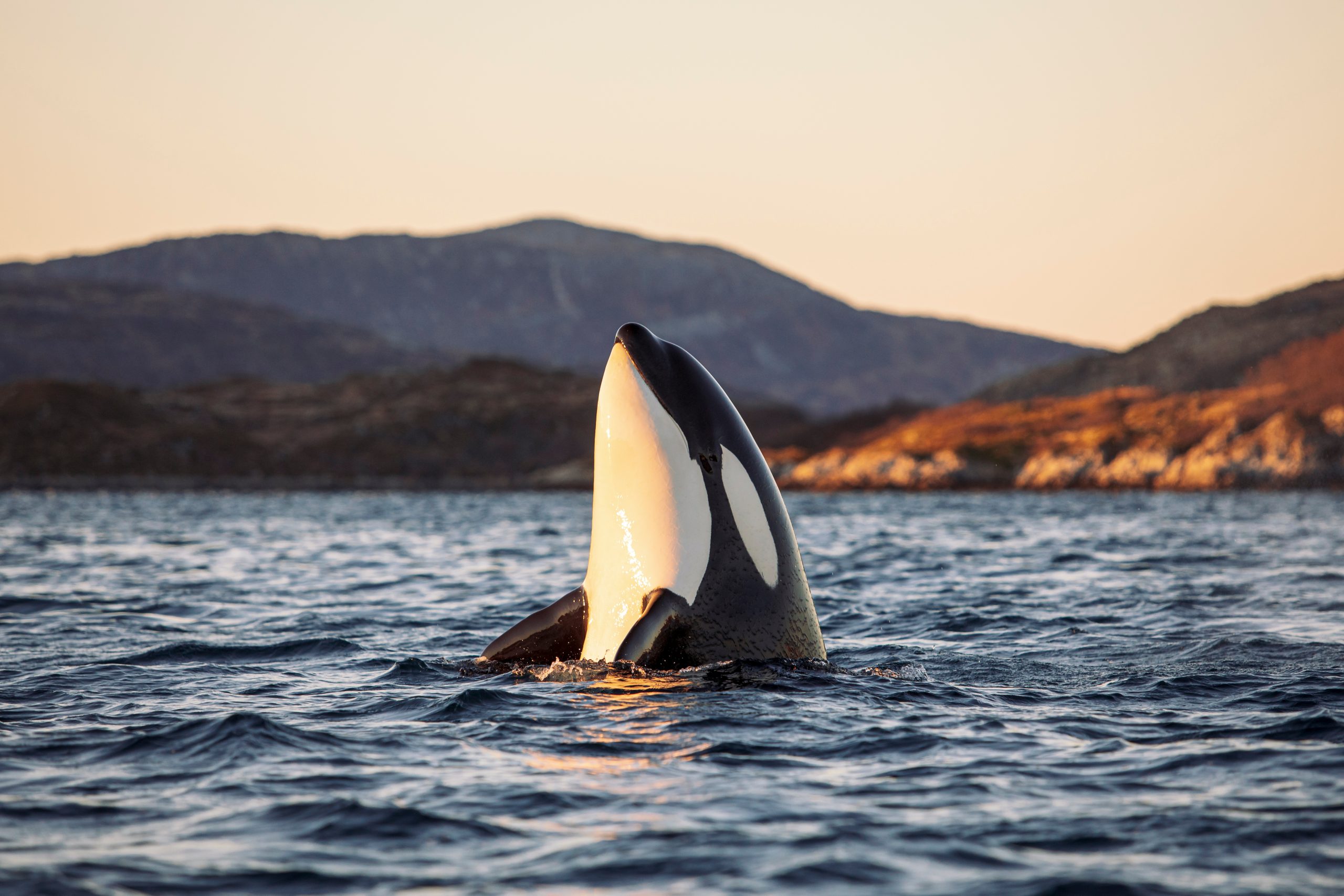 orca whale