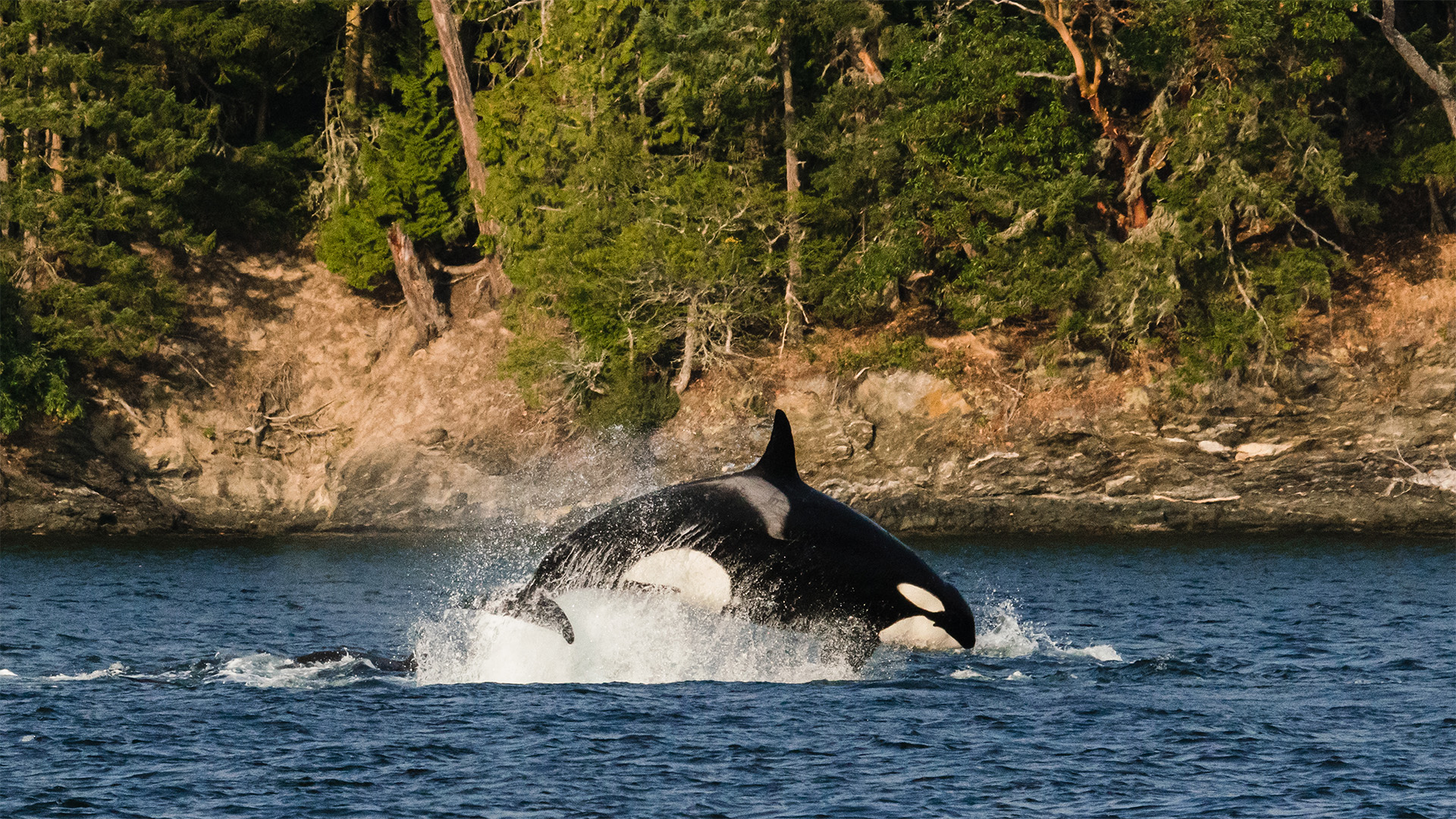 orca whale jumping