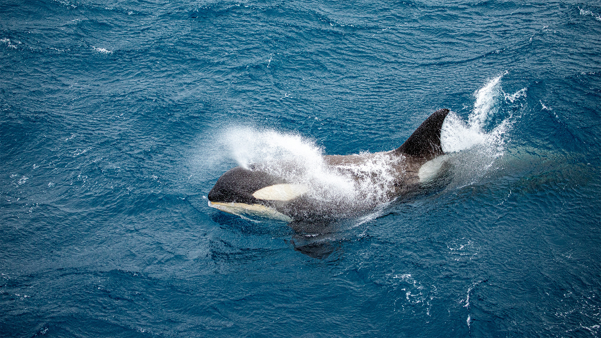 orca whale swimming