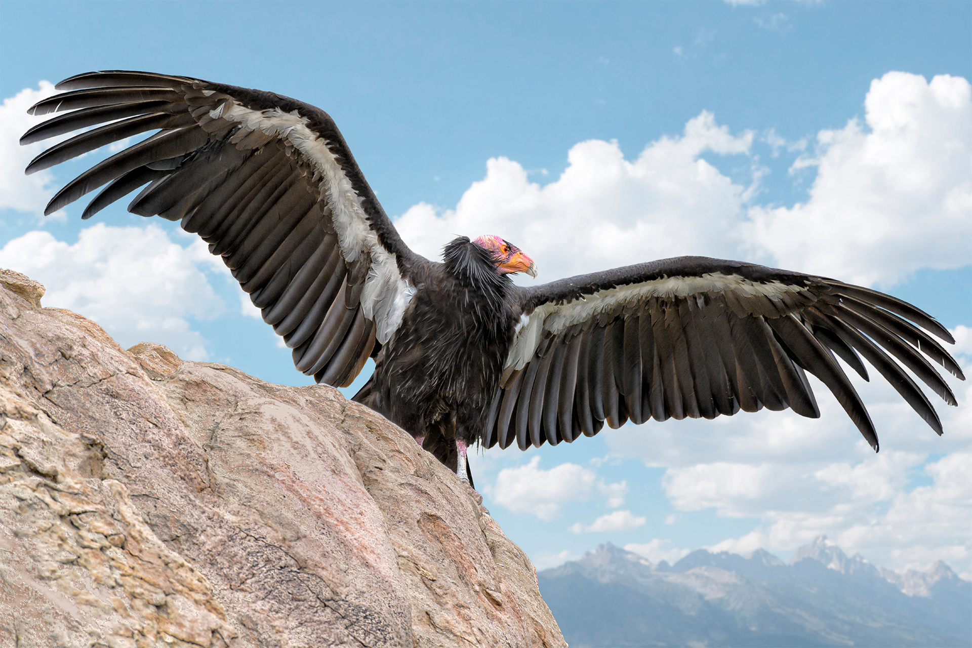 California,Condor,Bird,On,A,Rock,With,Wings,Spread,Against