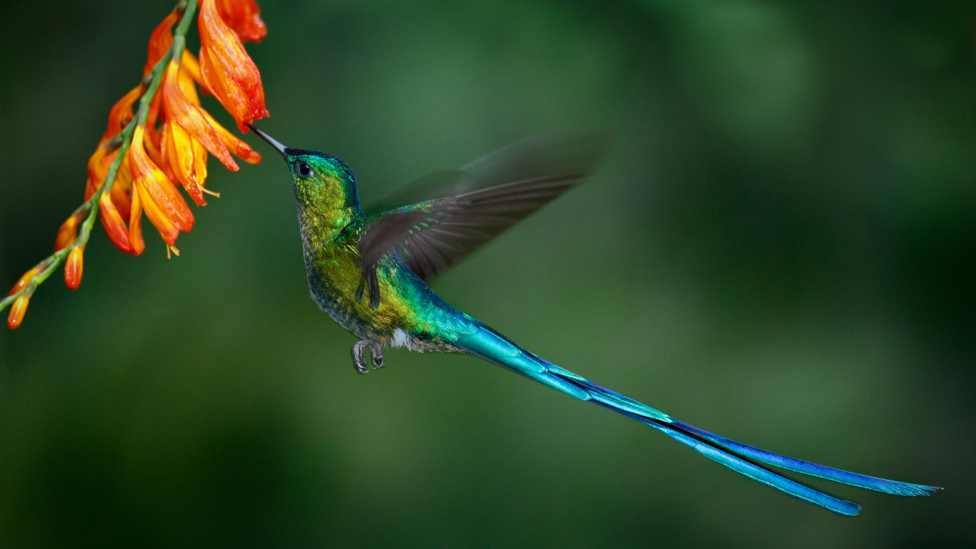 Hummingbird Long-tailed Sylph with long blue tail feeding nectar from orange flower