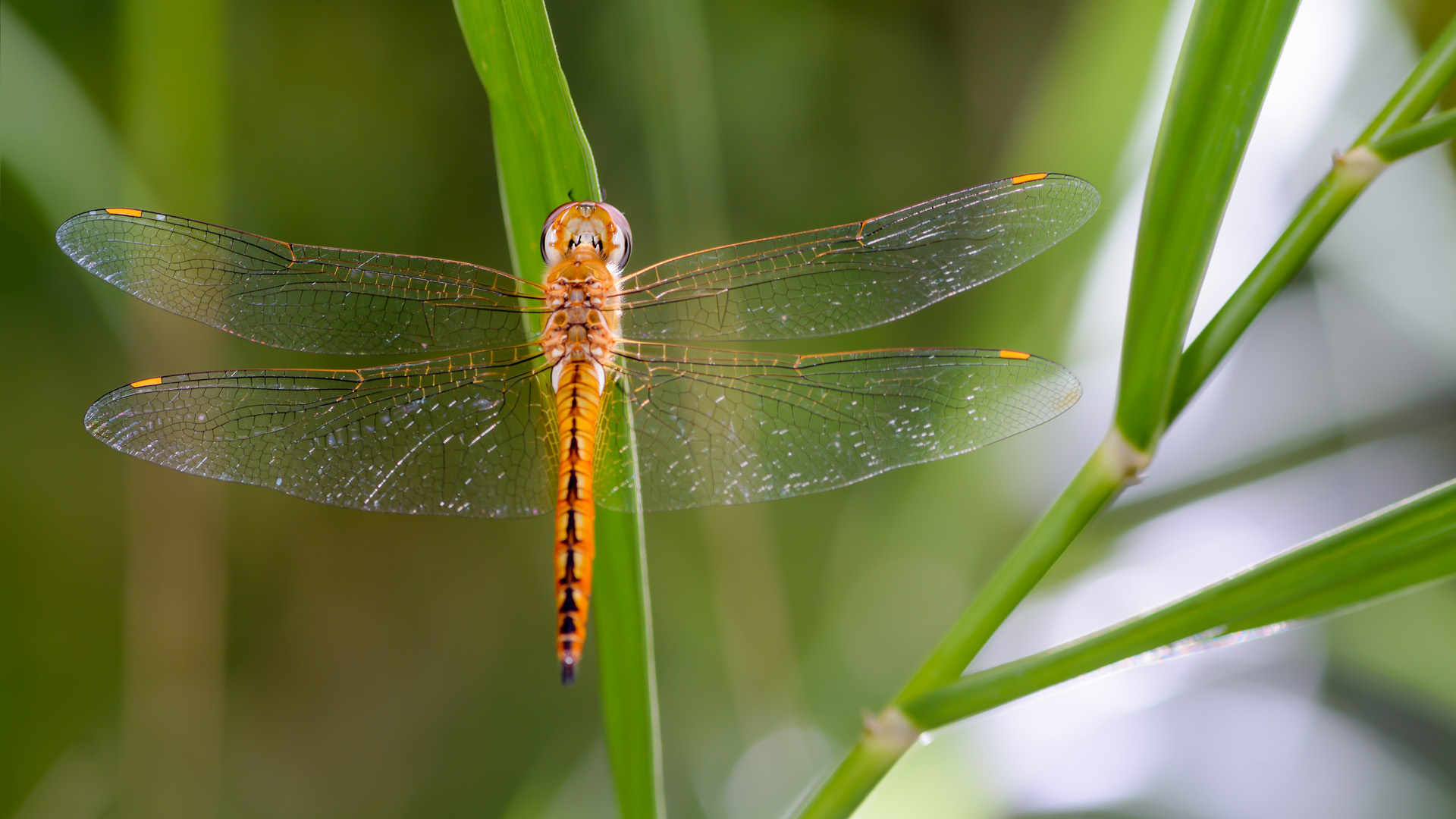 Globe Skimmer(Pantala flavescens), beautiful dragonfly on leaves
