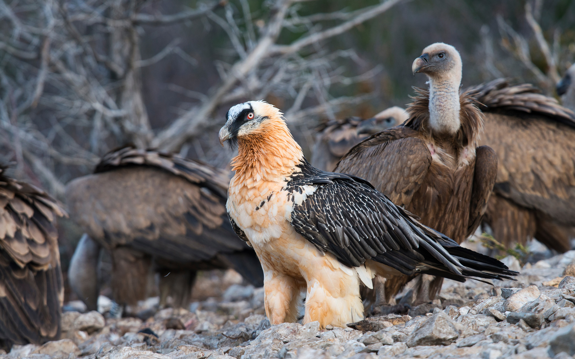 Adult bearded vulture among griffon vultures in the Spanish Catalan Pyrenees