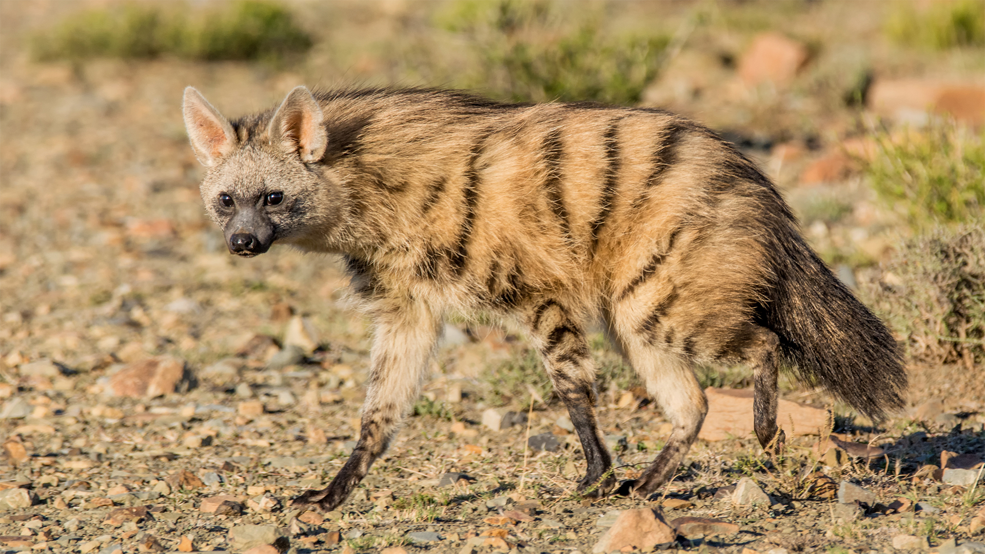 Aardwolves, Aardwolf