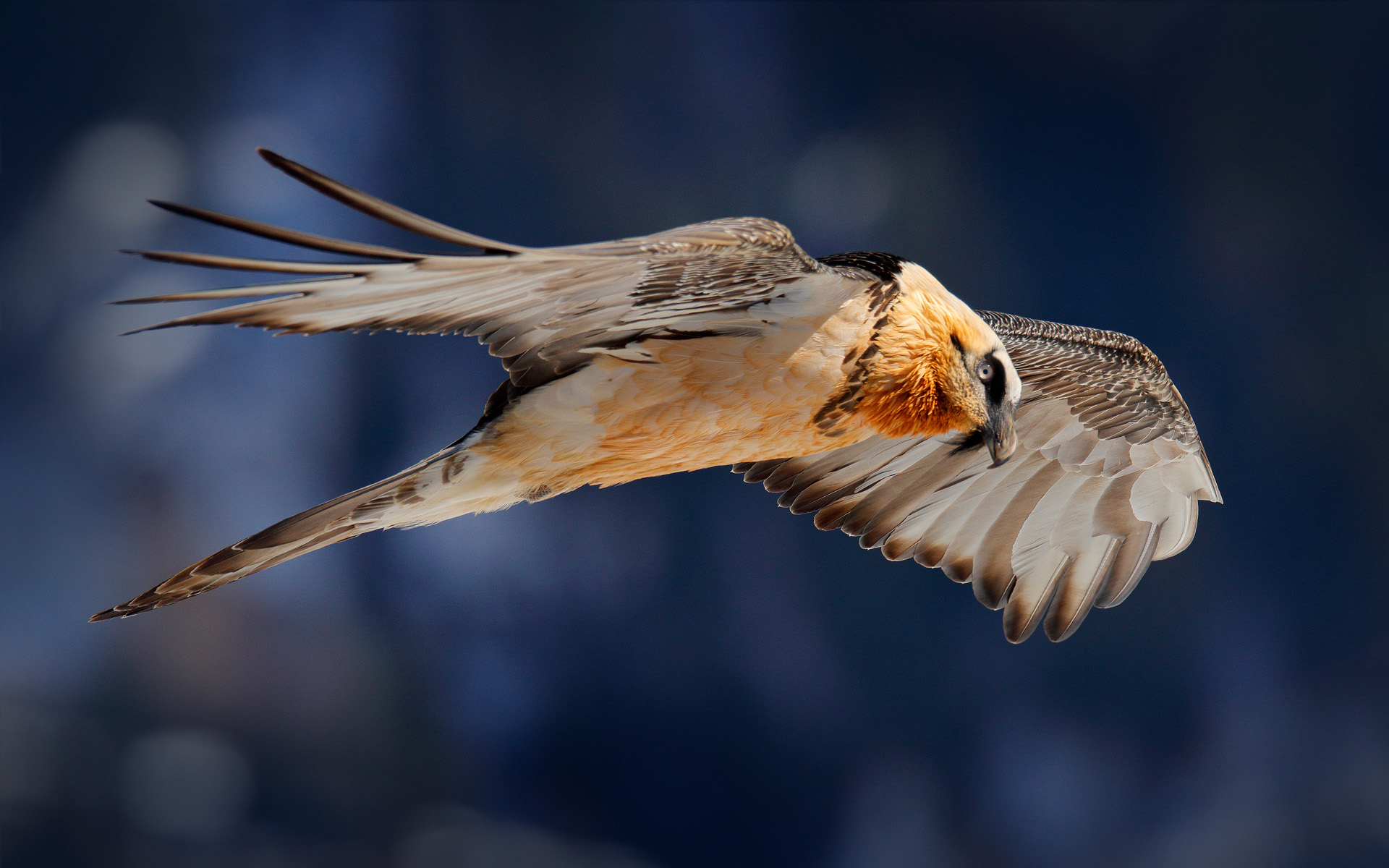 Lammergeier or Bearded Vulture, Gypaetus barbatus, flying bird above rock mountain. Rare mountain bird, fly with snow, animal in stone habitat, Valais, Switzerland. Bearded Vulture-Eagle in flight above the Swiss Alps, winter condition.