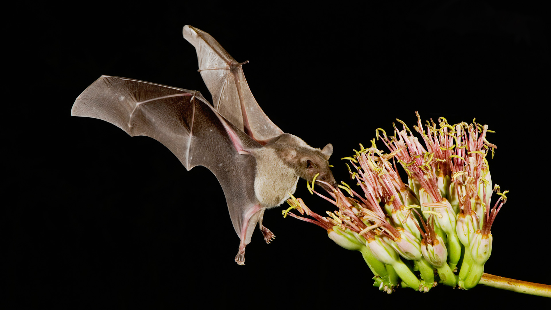 Lesser Long-nosed Bat, Leptonycteris curasoae, adult in flight at night feeding on Agave blossom (Agave spp.),Tucson, Arizona, USA, September 2006