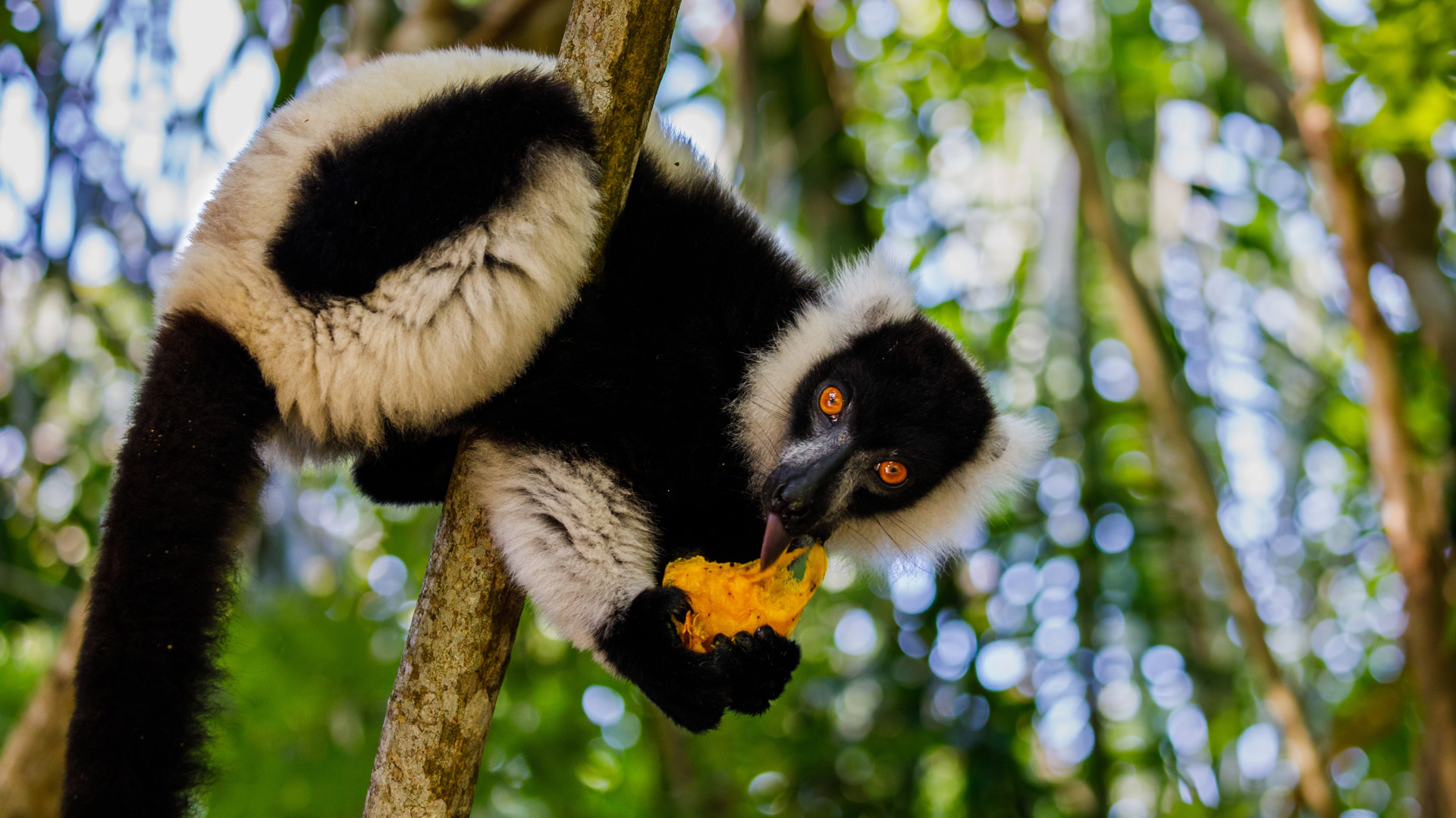 Mango eating wild Black and White Ruffed Lemur at Pangalanes in