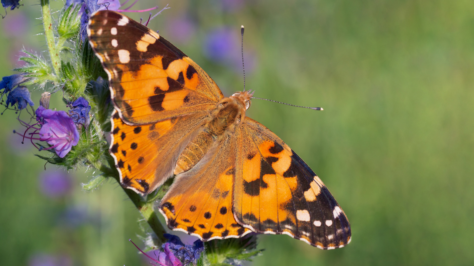 close up of Painted Lady butterfly sitting on wild flower