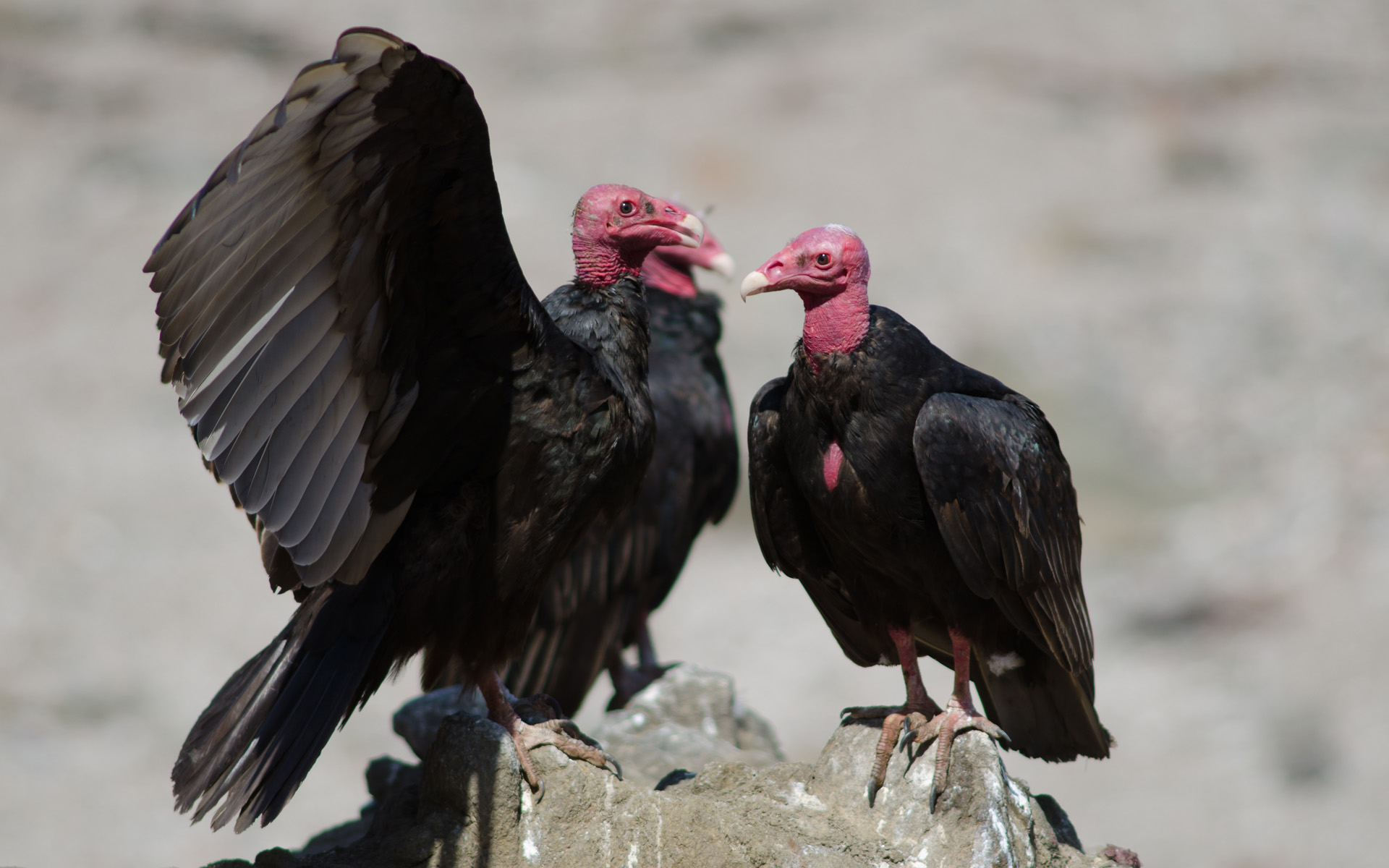 Turkey vultures Cathartes aura on a rock. Las Cuevas. Arica. Arica y Parinacota Region. Chile.
