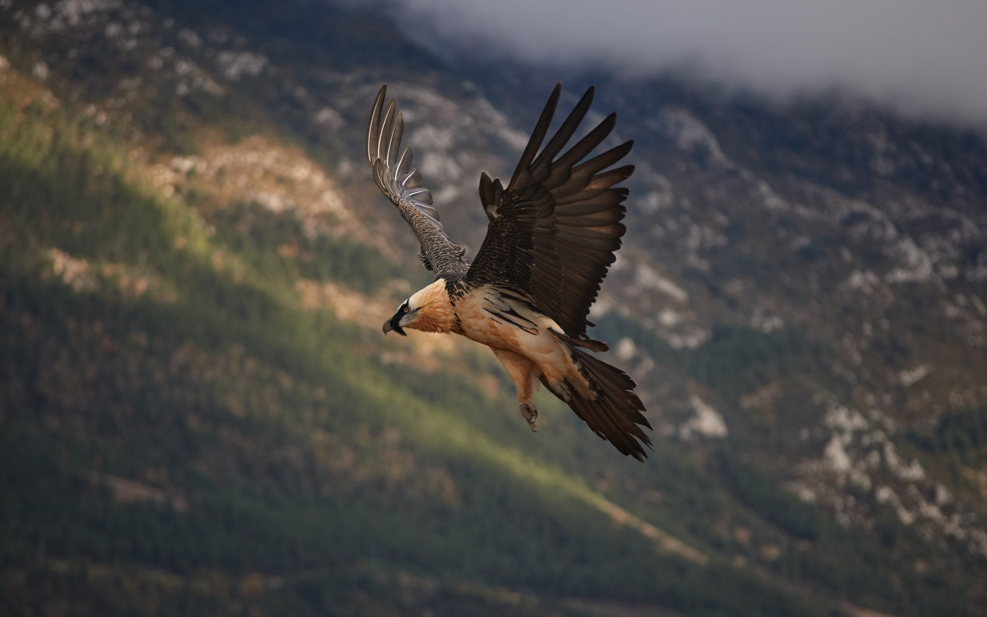 A wild bearded vulture in its natural environment in Catalonia getting ready for landing.