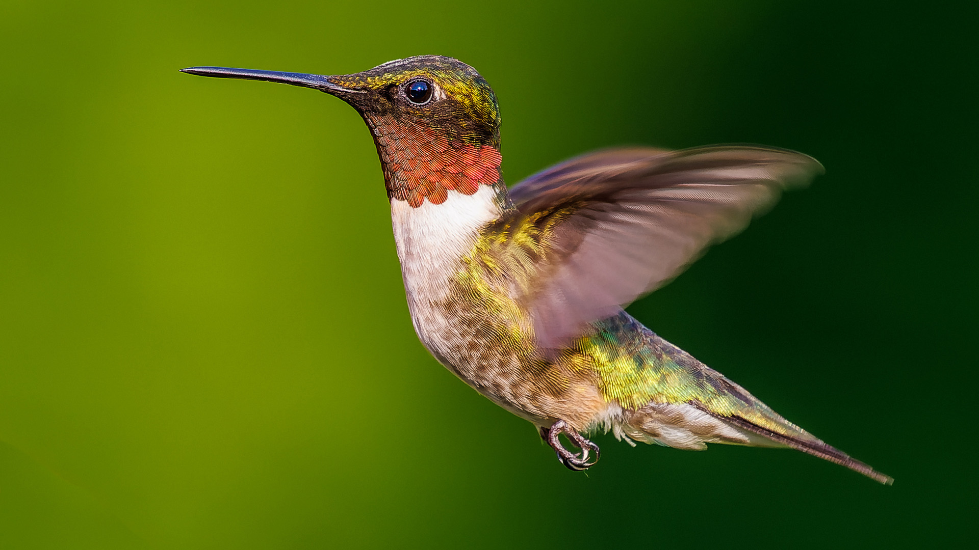 Ruby-throated Hummingbird