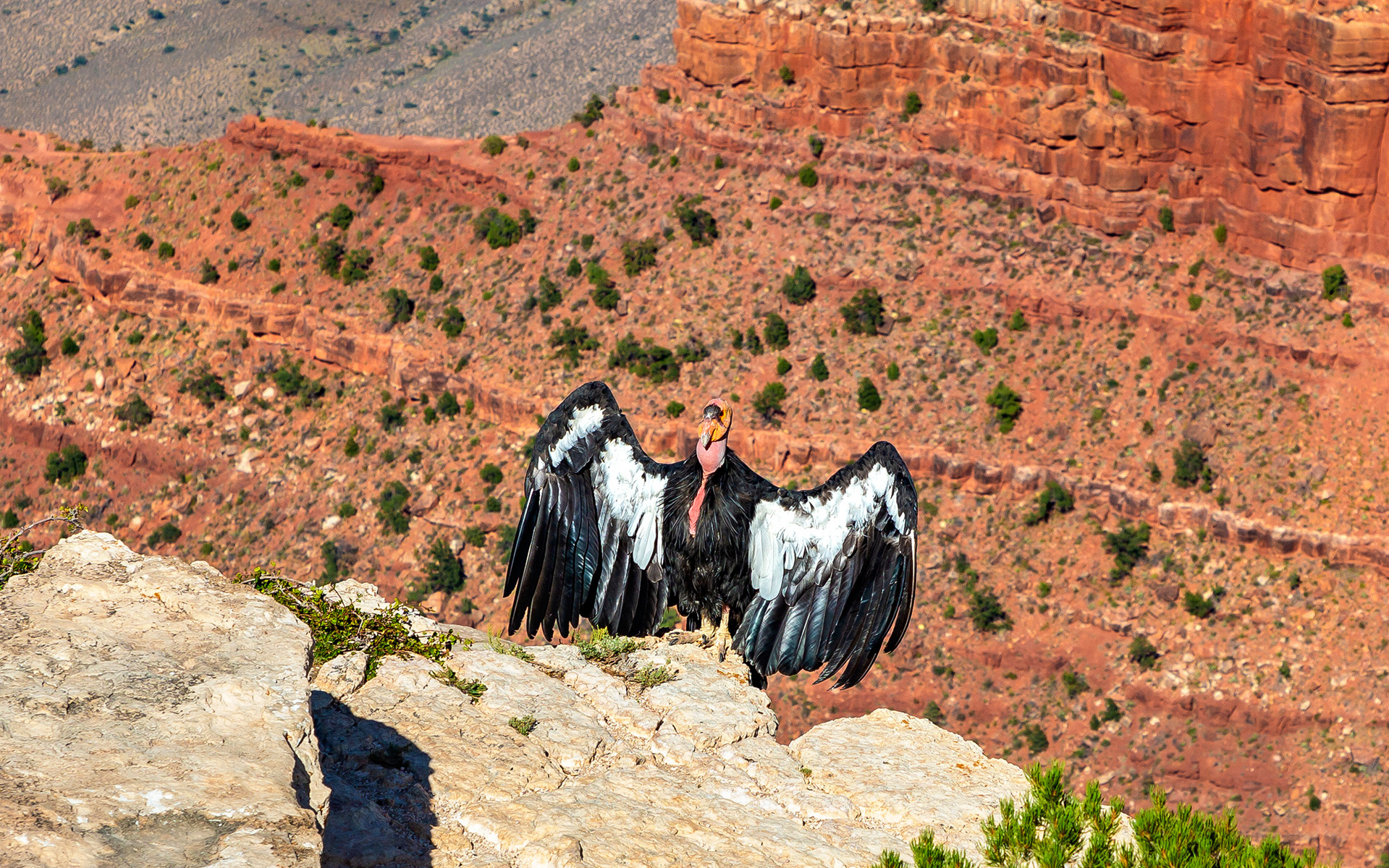 California Condor at Grand Canyon National Park