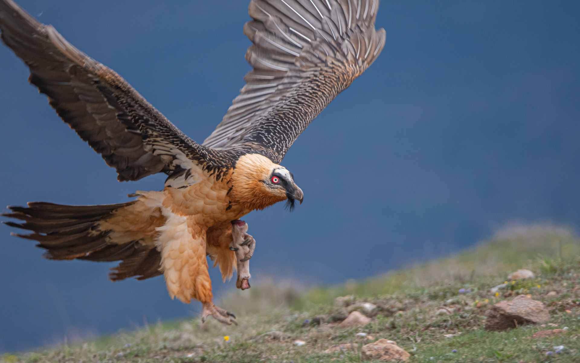 bearded vulture