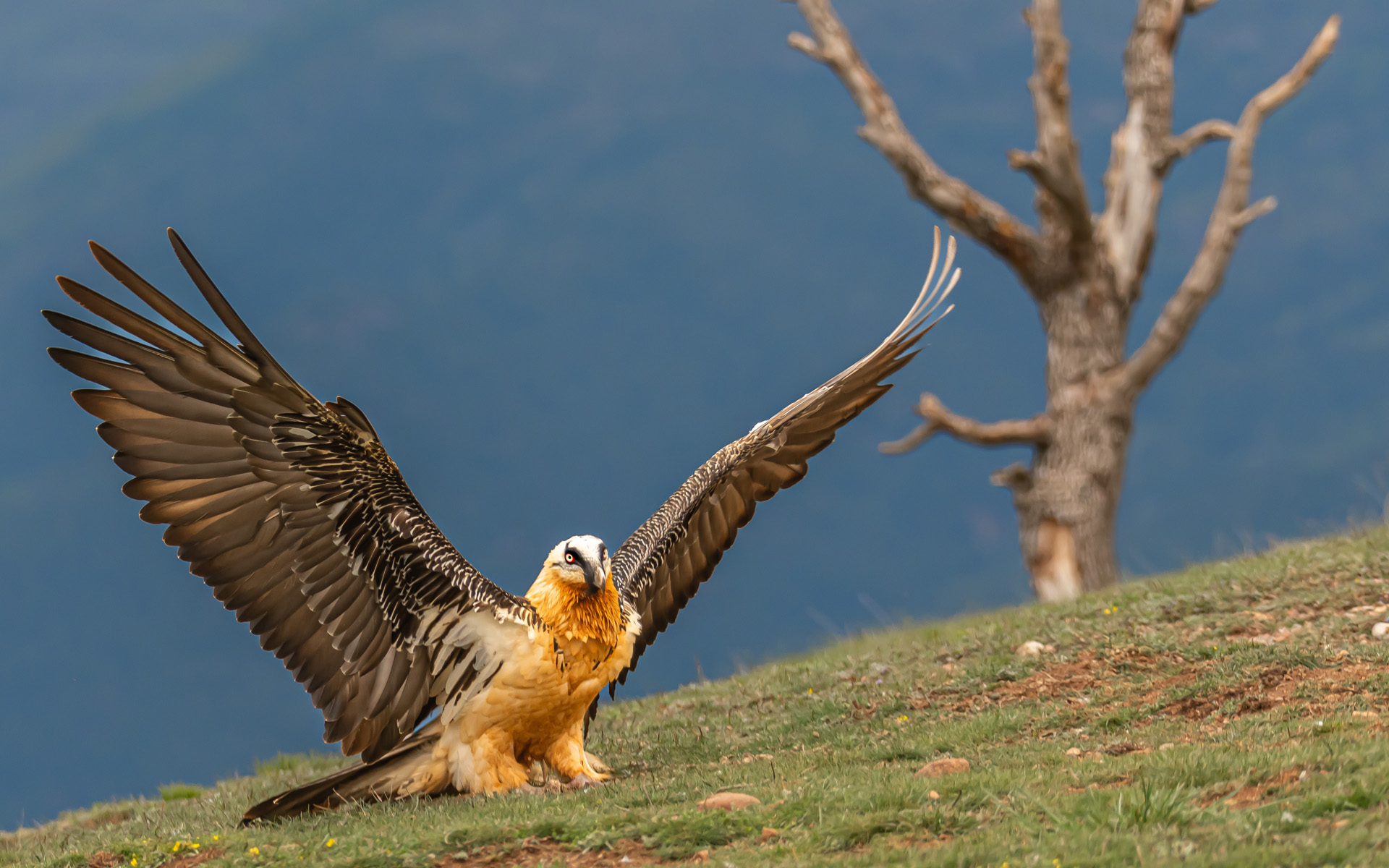 bearded vulture