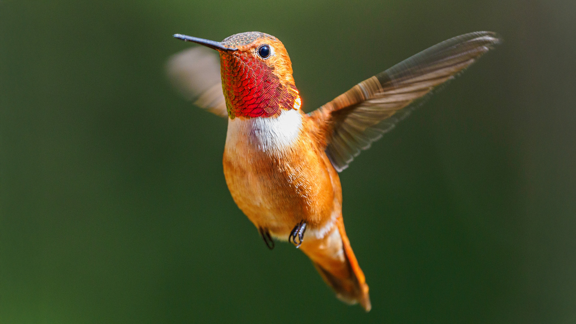 Rufous Hummingbird (Selasphorus rufus)