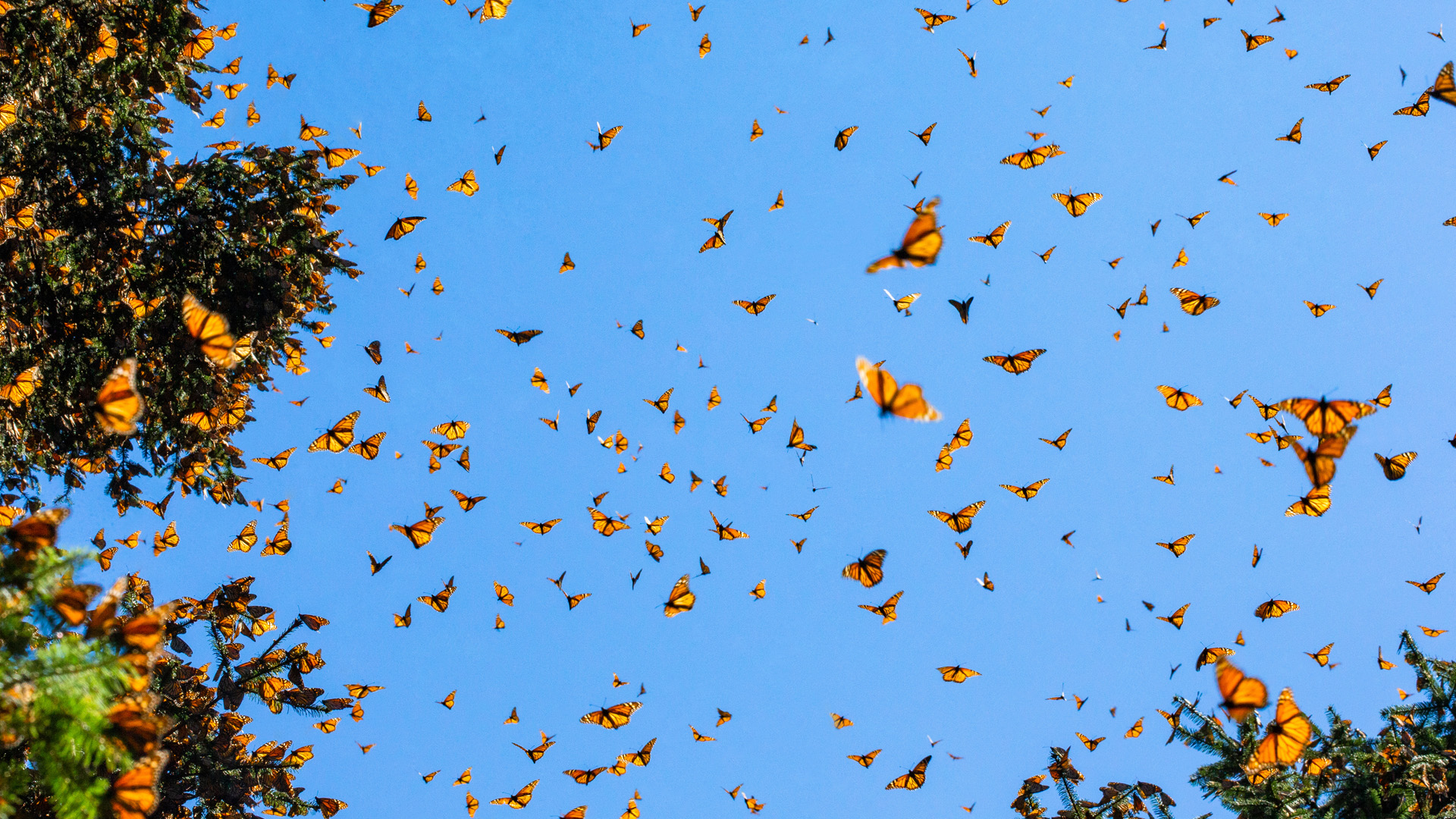Monarch butterflies (Danaus plexippus) are flying on the backgro