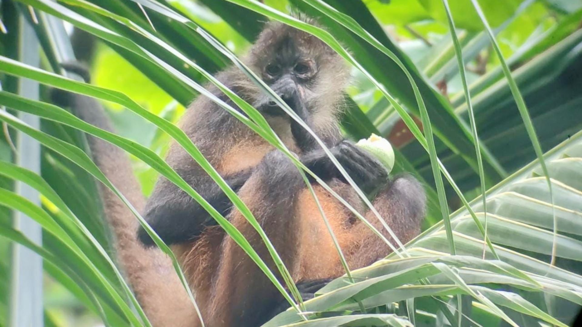 Monkey hiding in trees in Costa Rica