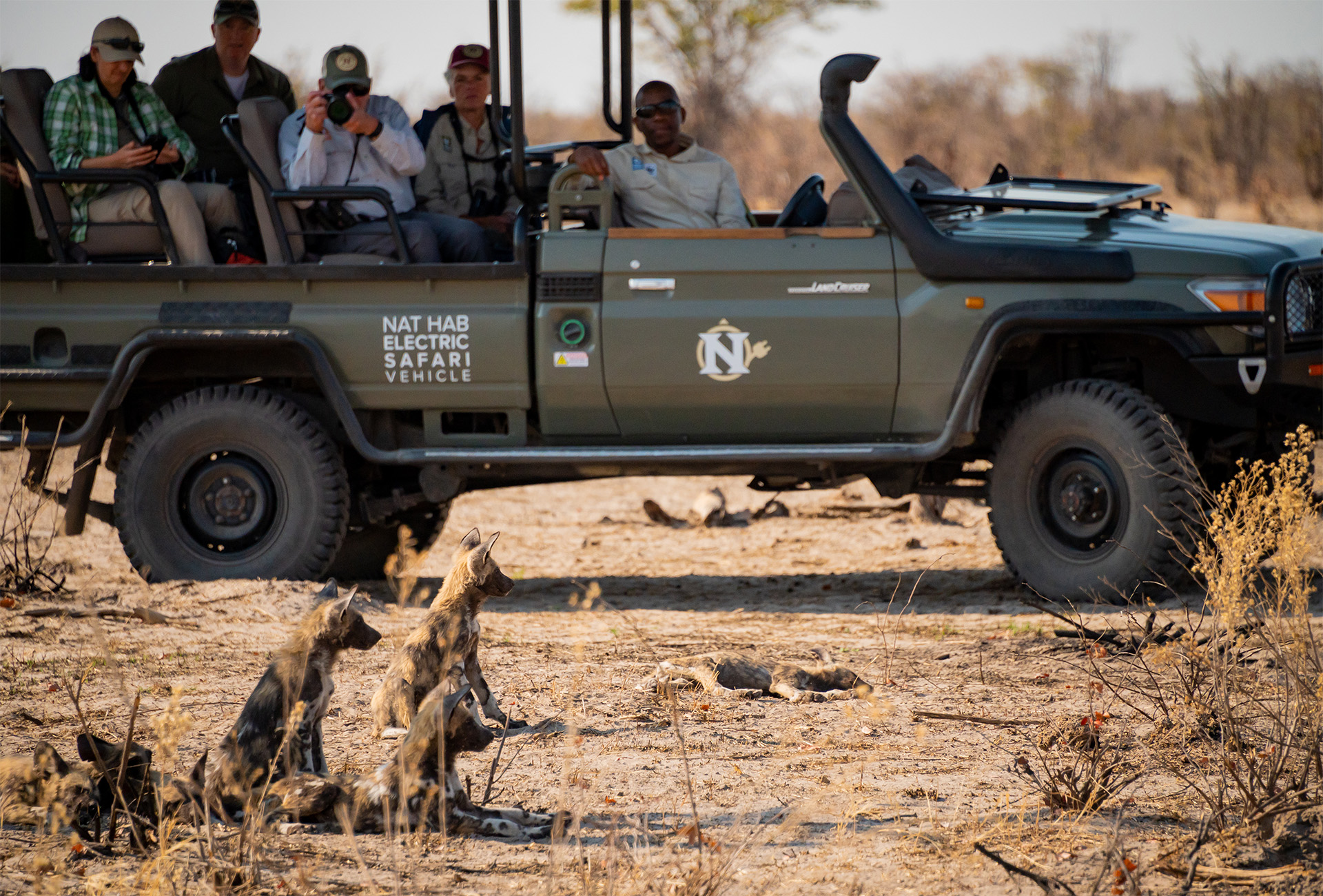 Nat Hab guests observe African wild dogs (painted wolves)
