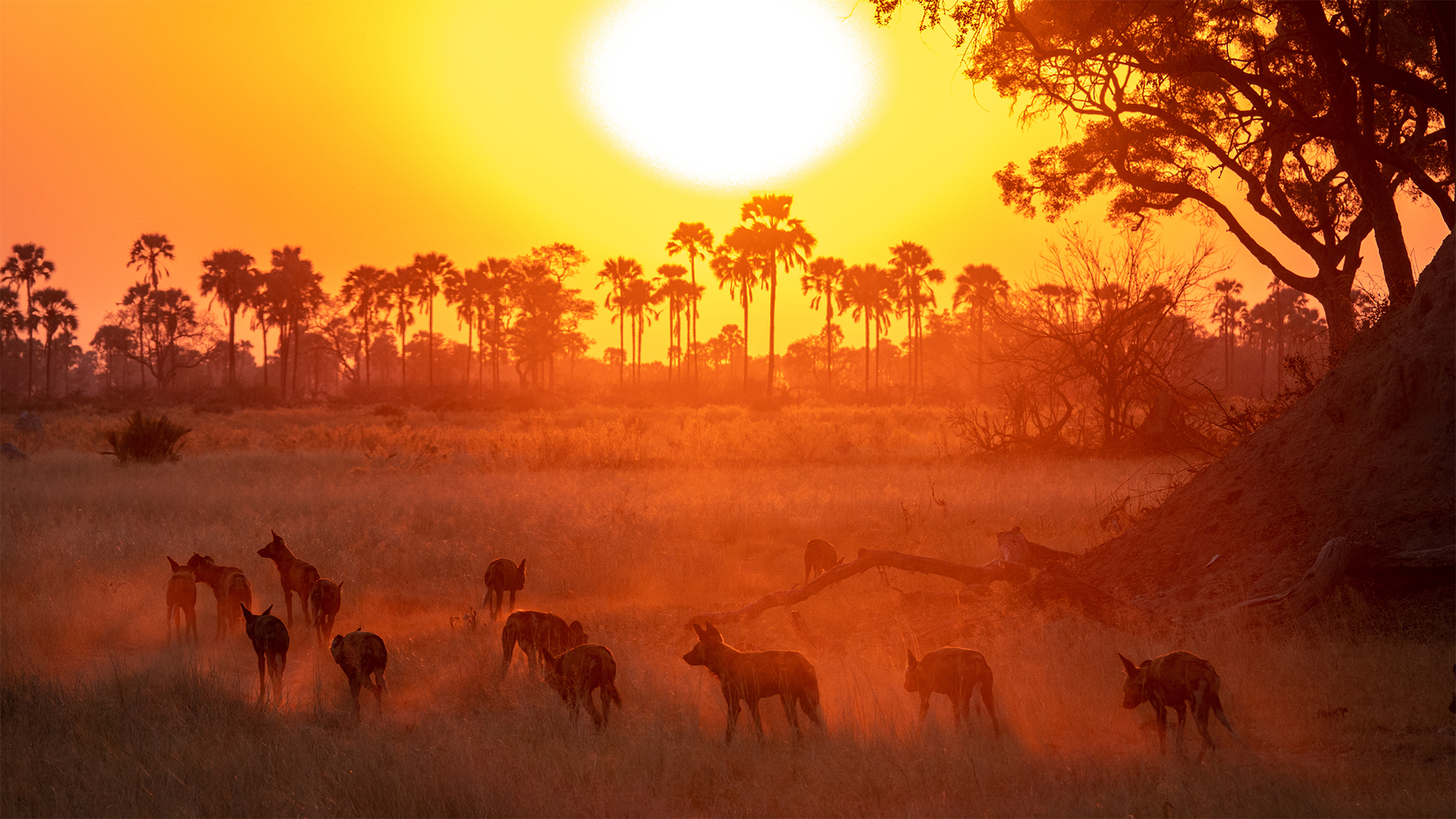 African Wild Dogs (Painted Wolves), sunset, Botswana, Africa