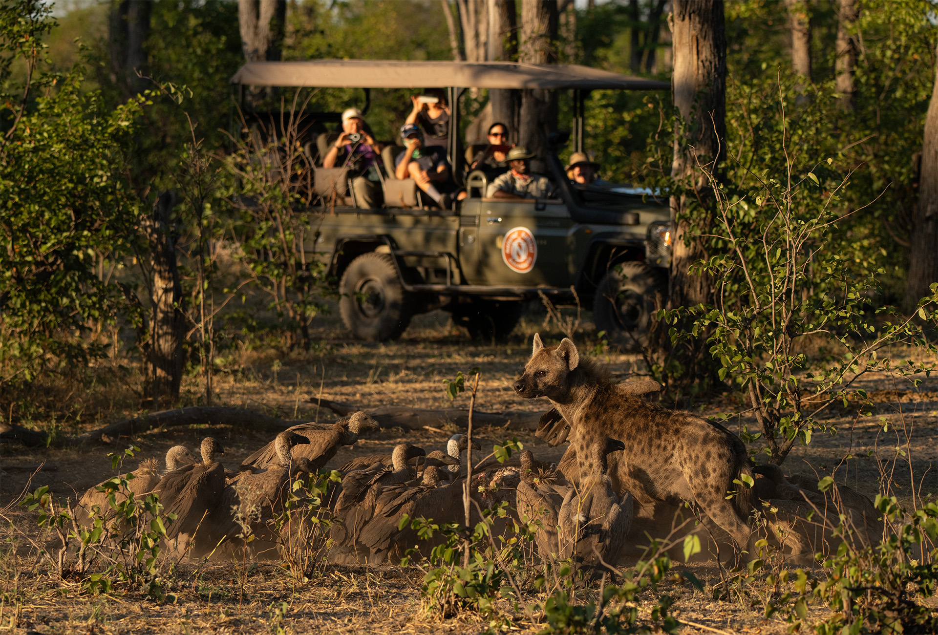 Nat Hab Guests watch vultures and hyenas scavenging