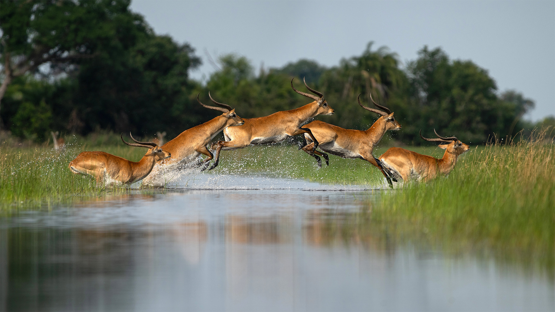 jumping anteleope, river, botswana, delta, africa