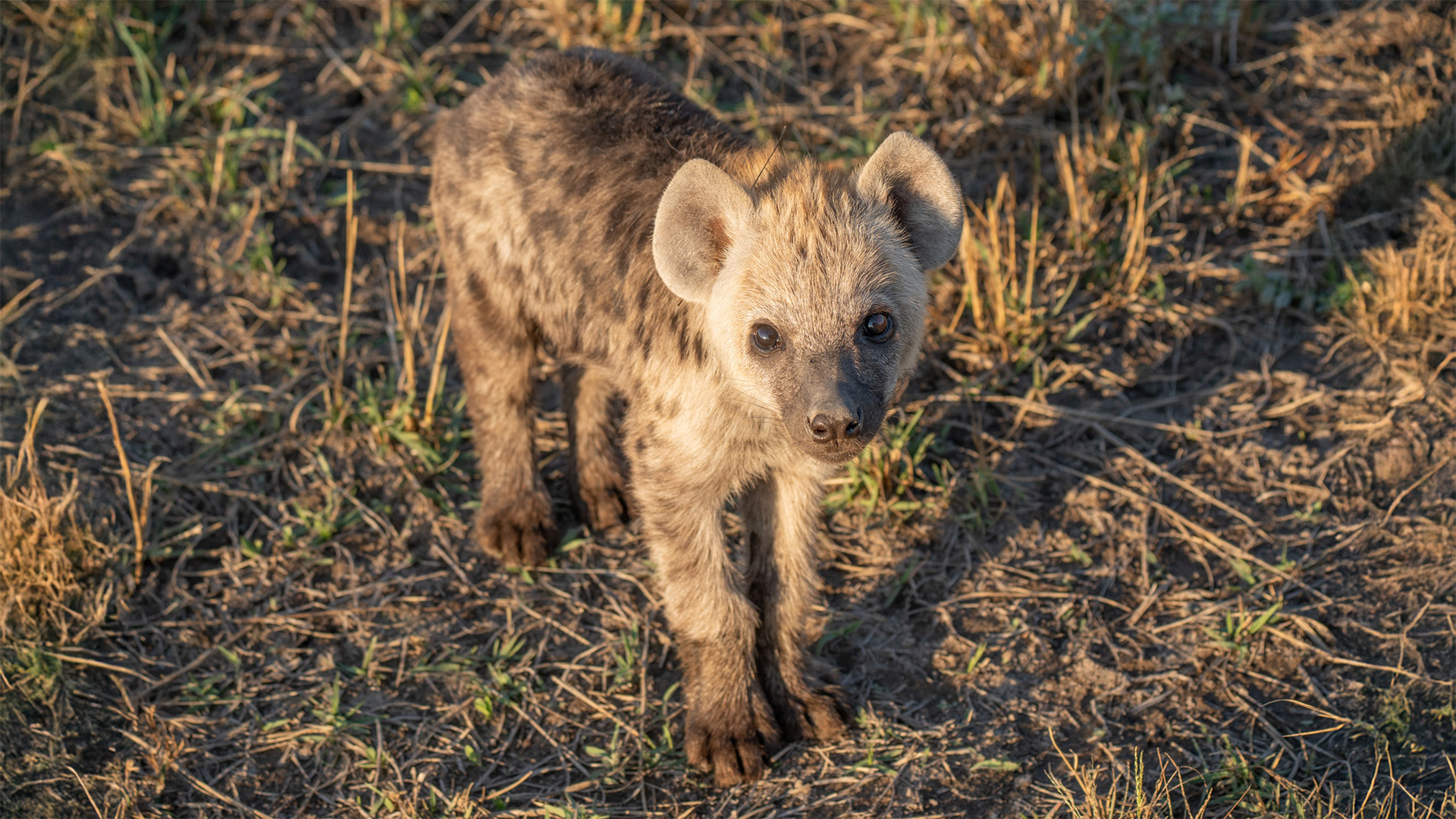 Baby spotted hyena