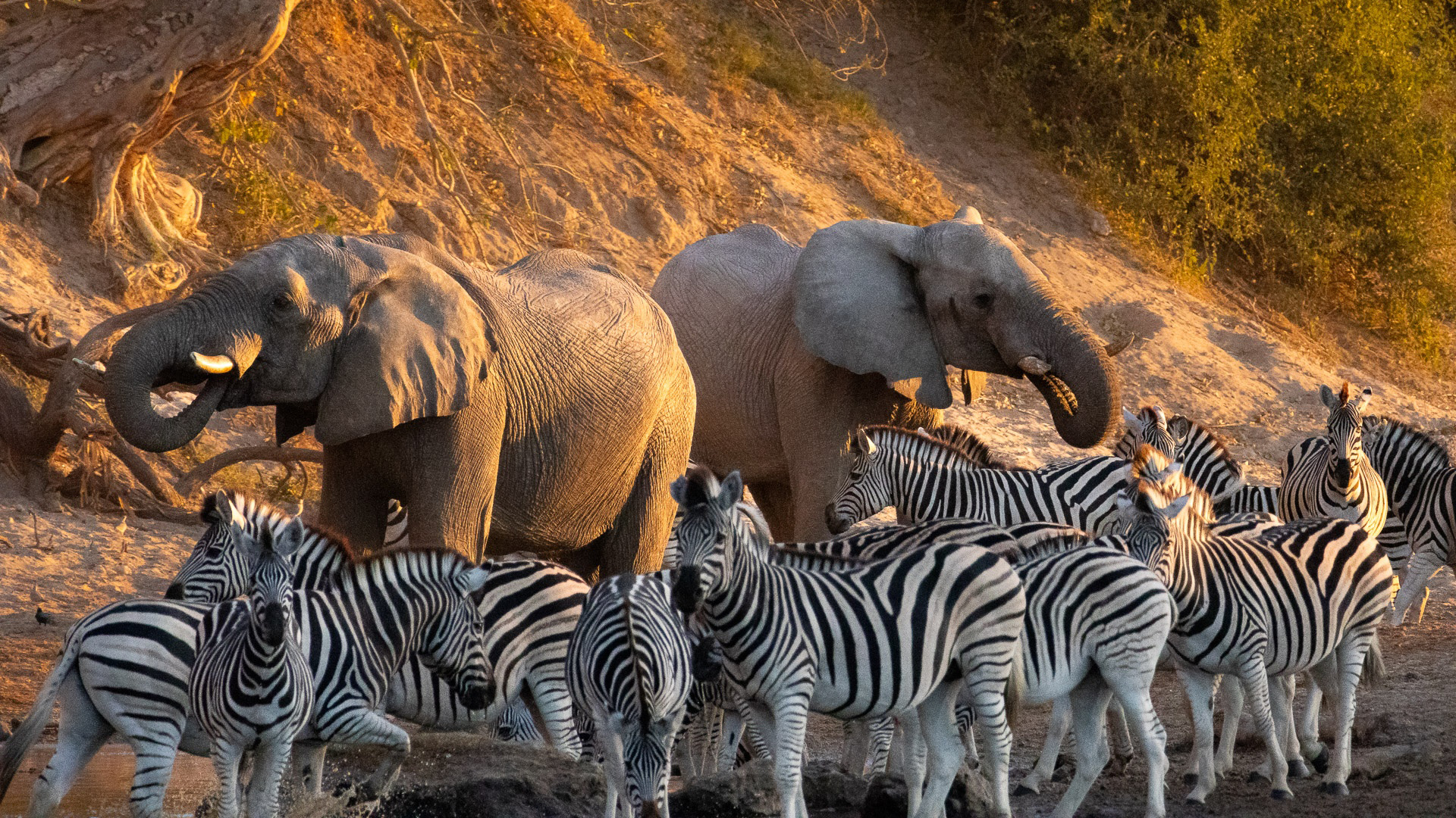 elephants and zebra, Botswana, Africa
