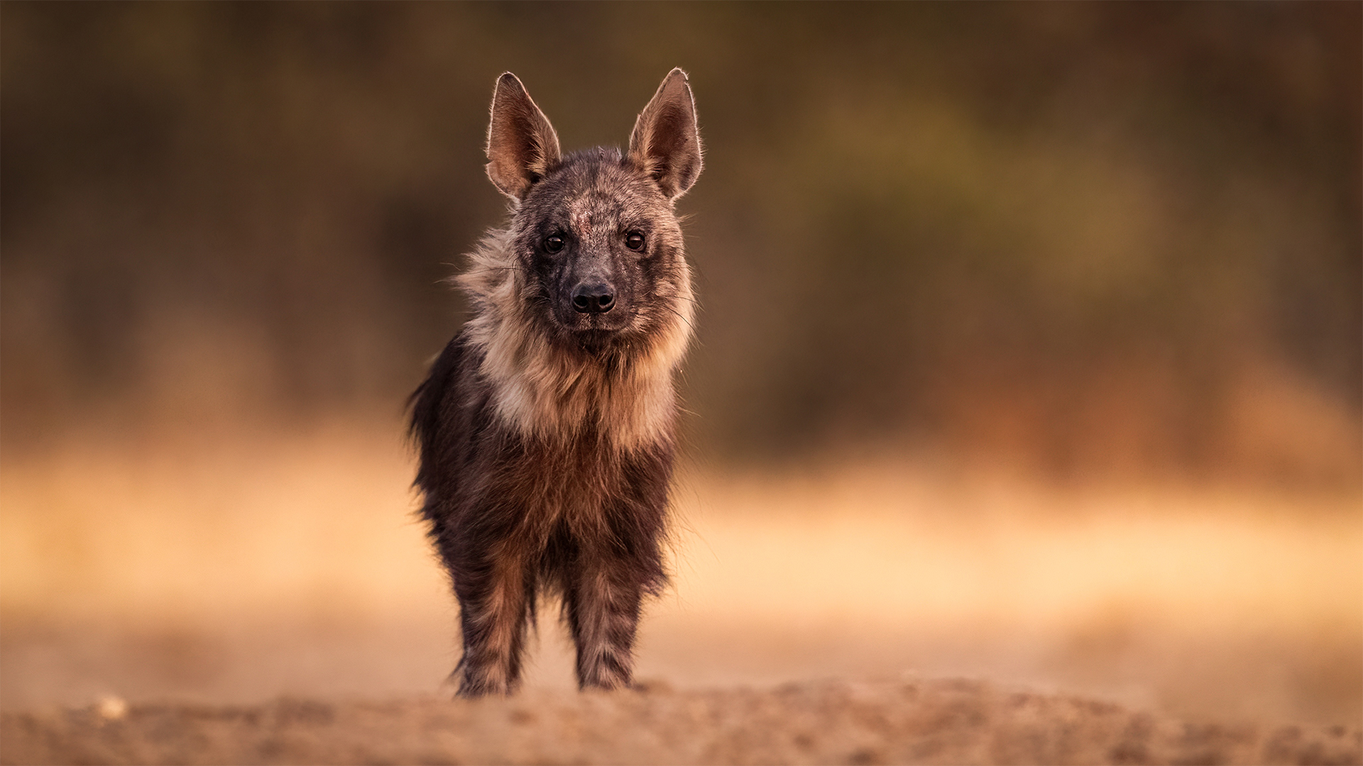 Brown hyena