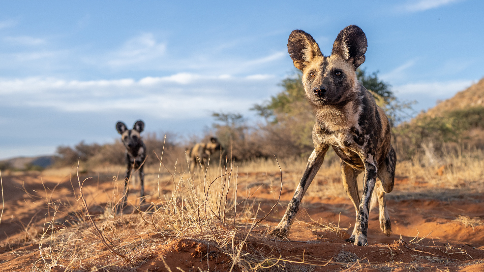 African wild dog, painted wolf