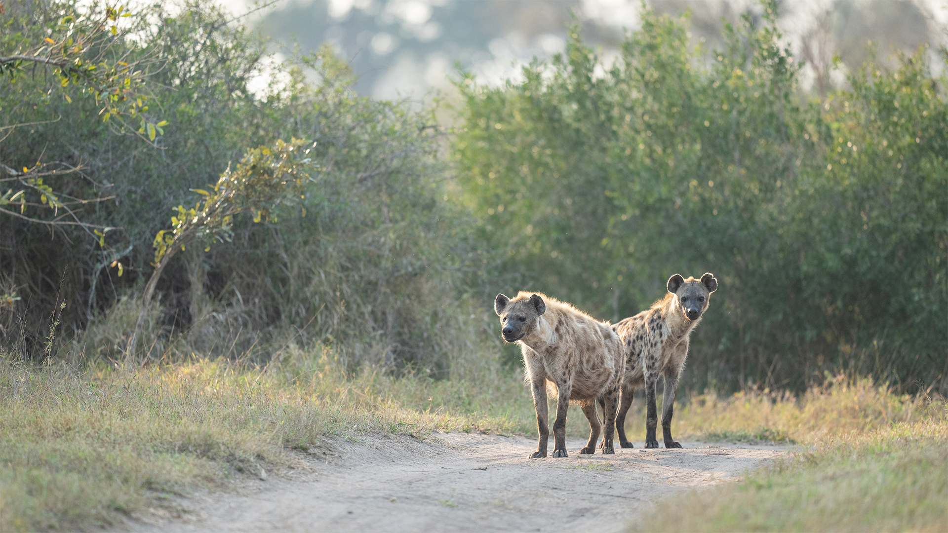 Pair of spotted hyenas