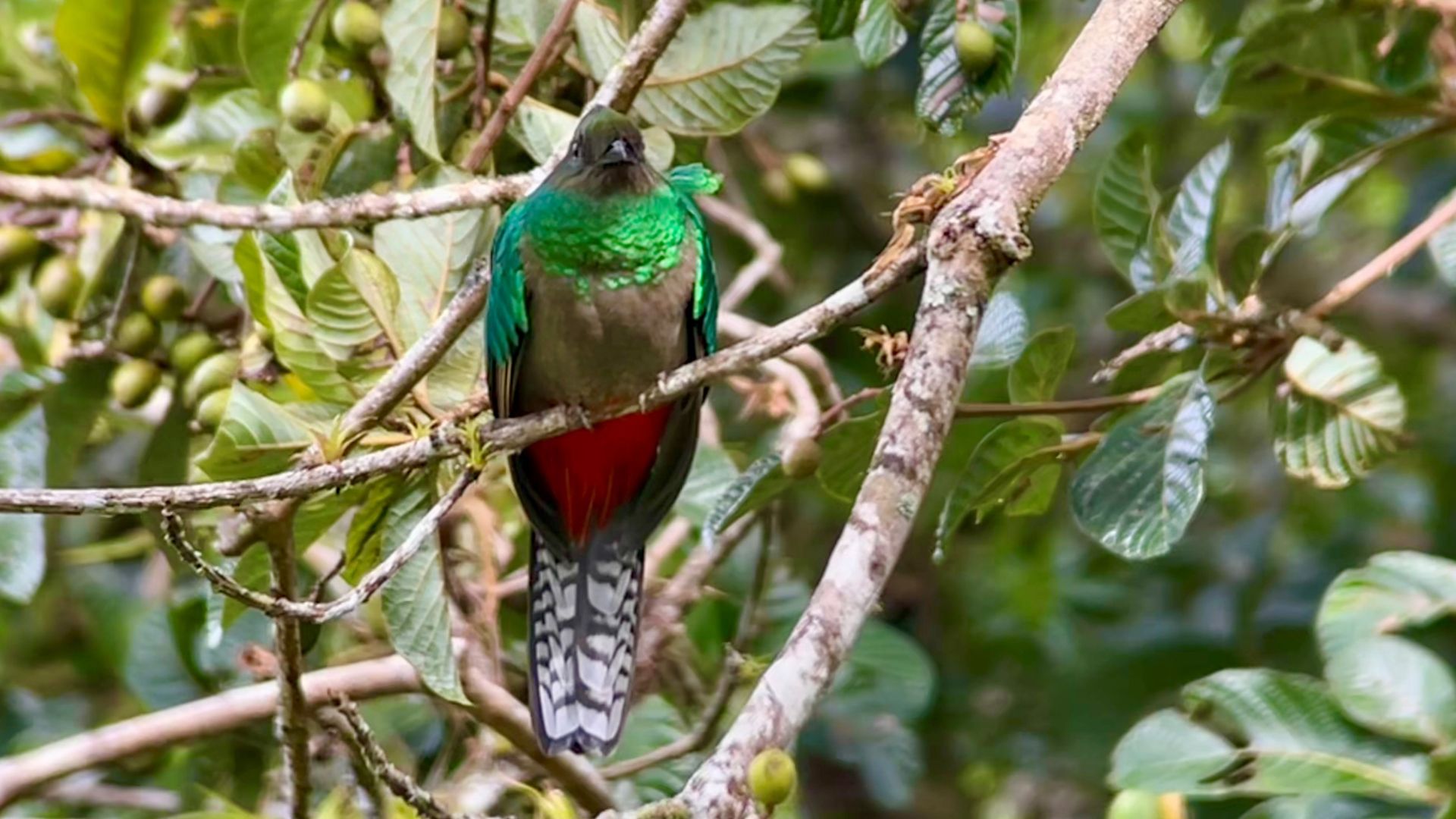 Quetzal in Costa Rica