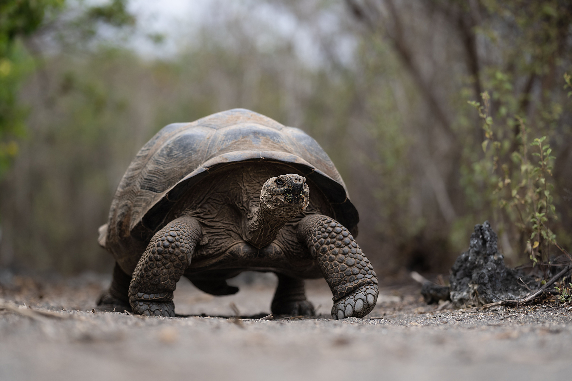 giant tortoise endangered species Galapagos tortoise ancient creature brink from extinction
