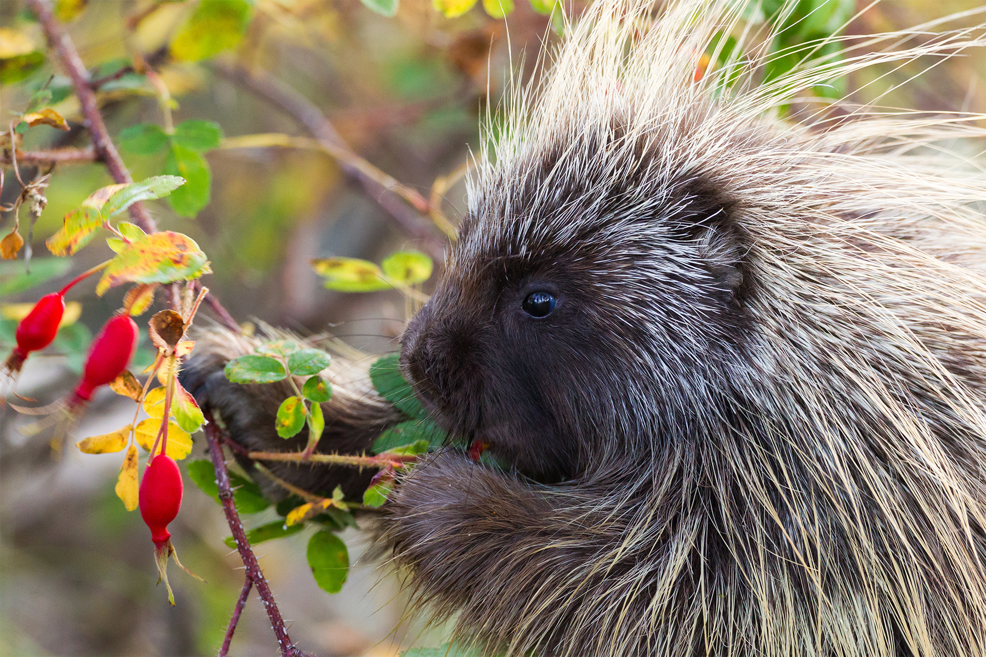 American Porcupine Erethizon dorsatum eating rose hips in Teslin, Yukon, Canada