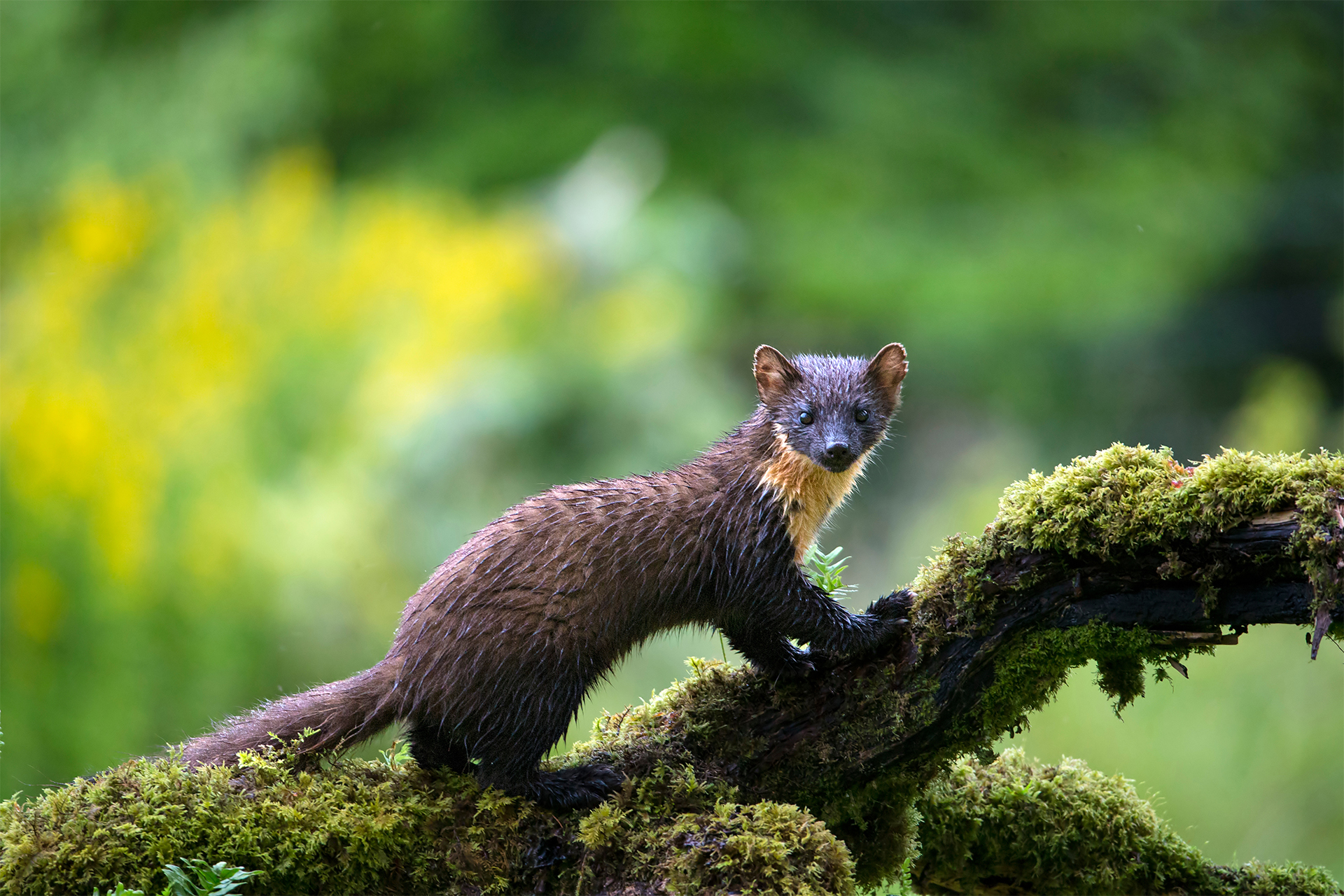 Pine marten with wet fur climbing on mossy trees in Canada