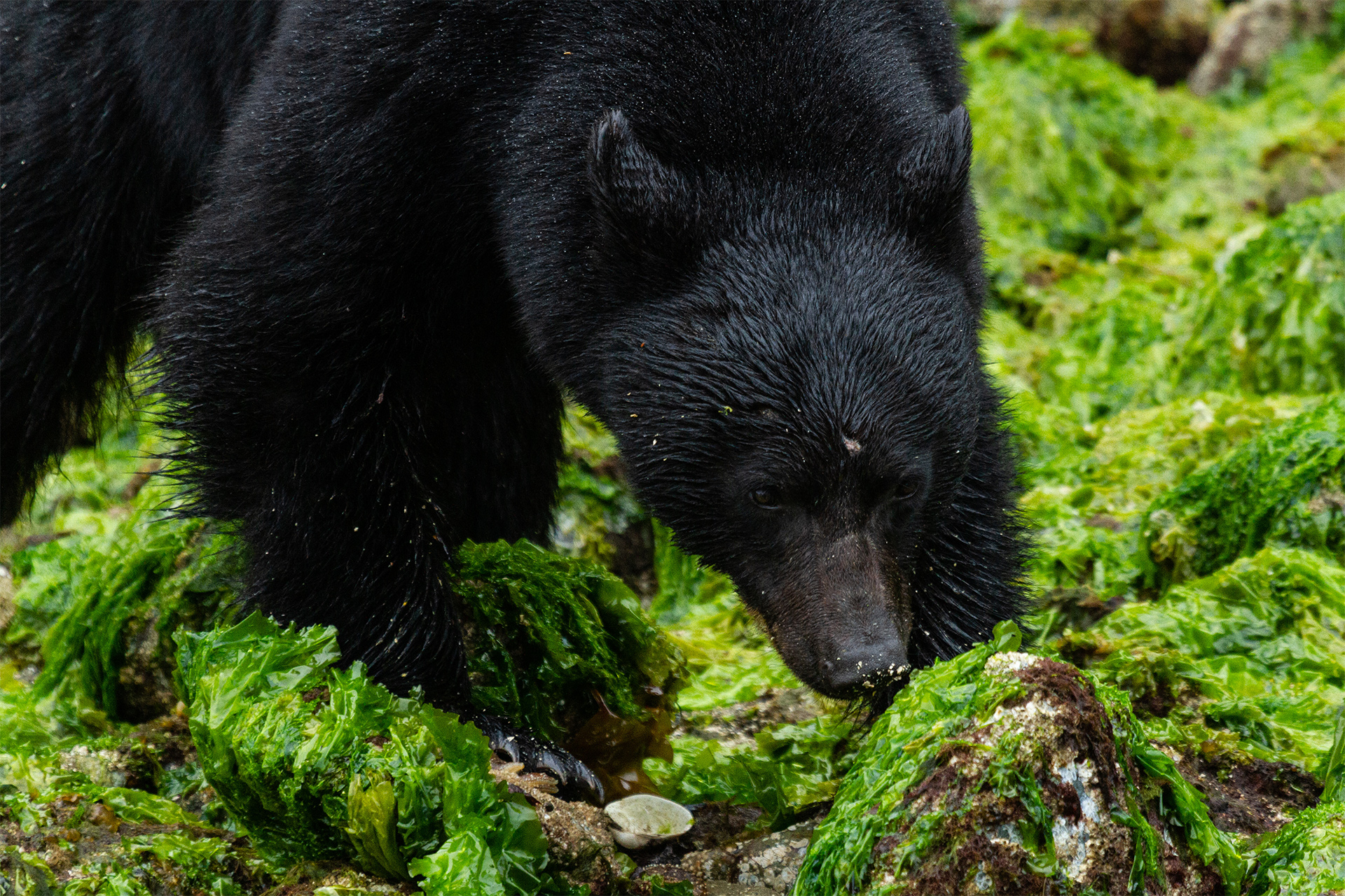 Black Bear foraging at low tide near Tofino, Vancouver Island, B