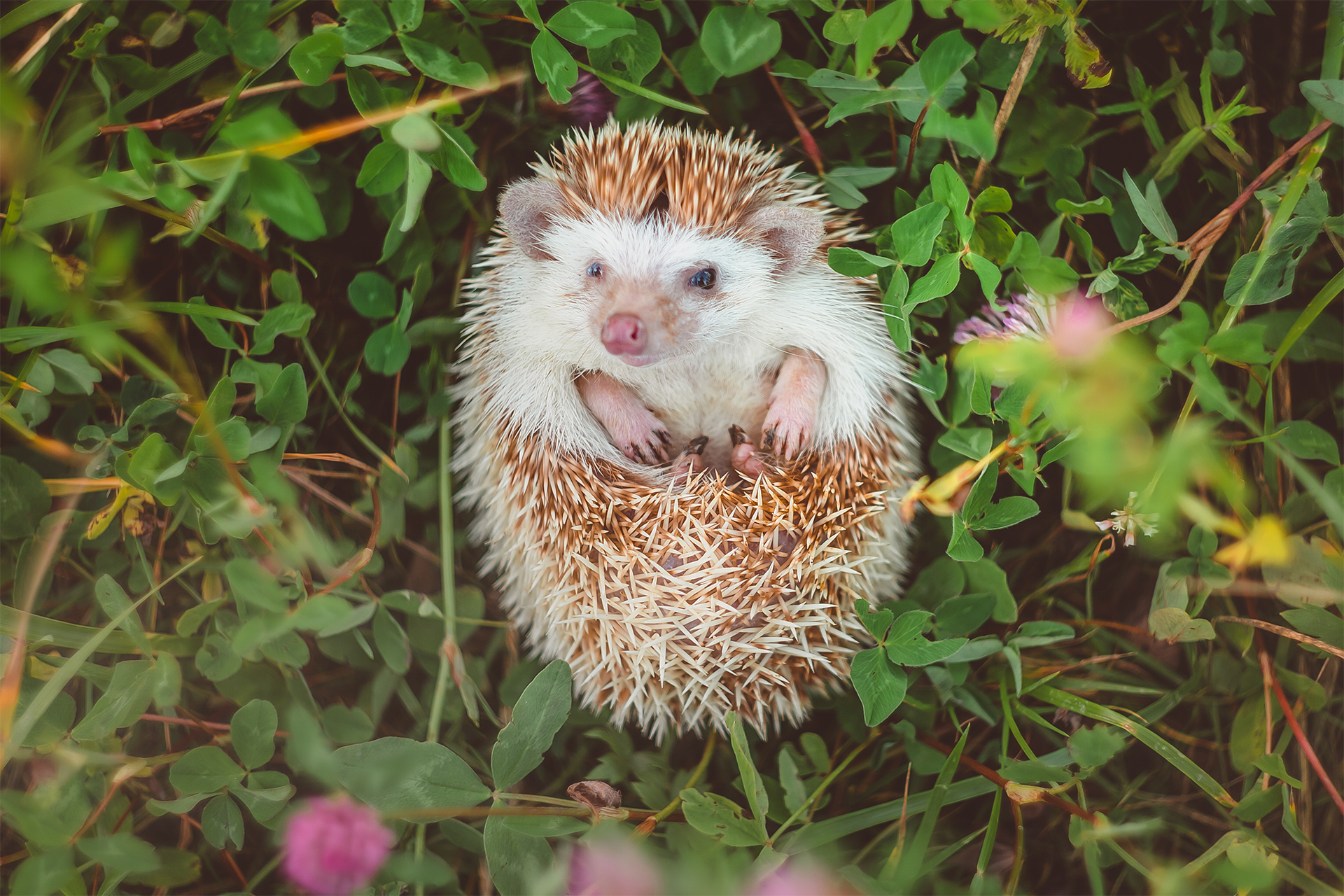 Hedgehog curled up in ball laying on grass