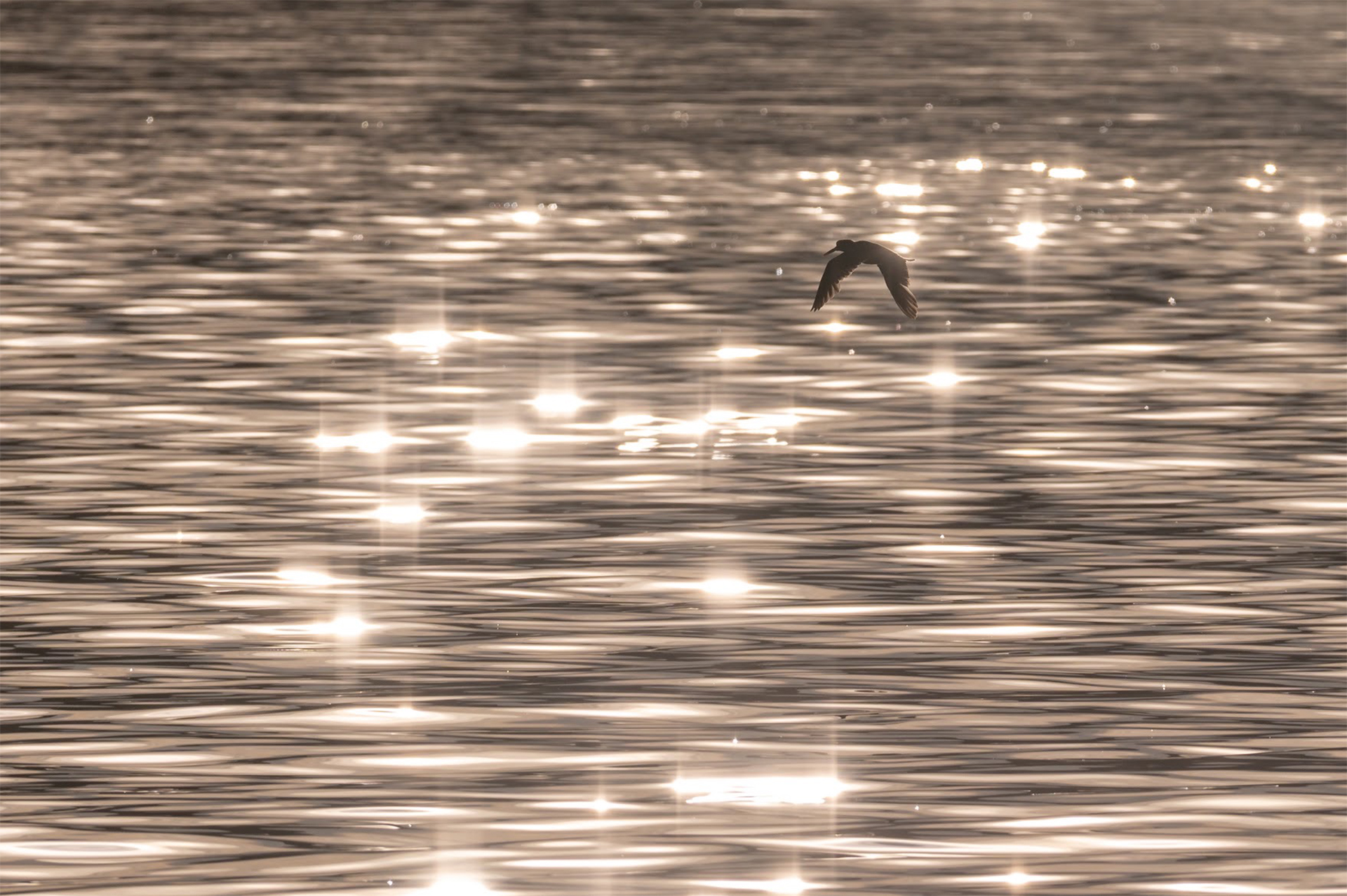 Bird flies over sparkling waters in Canada