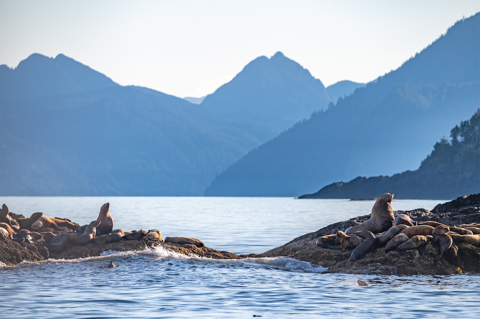 Sea lions swimming and lounging in the sun on a rocky outcrop in Canada