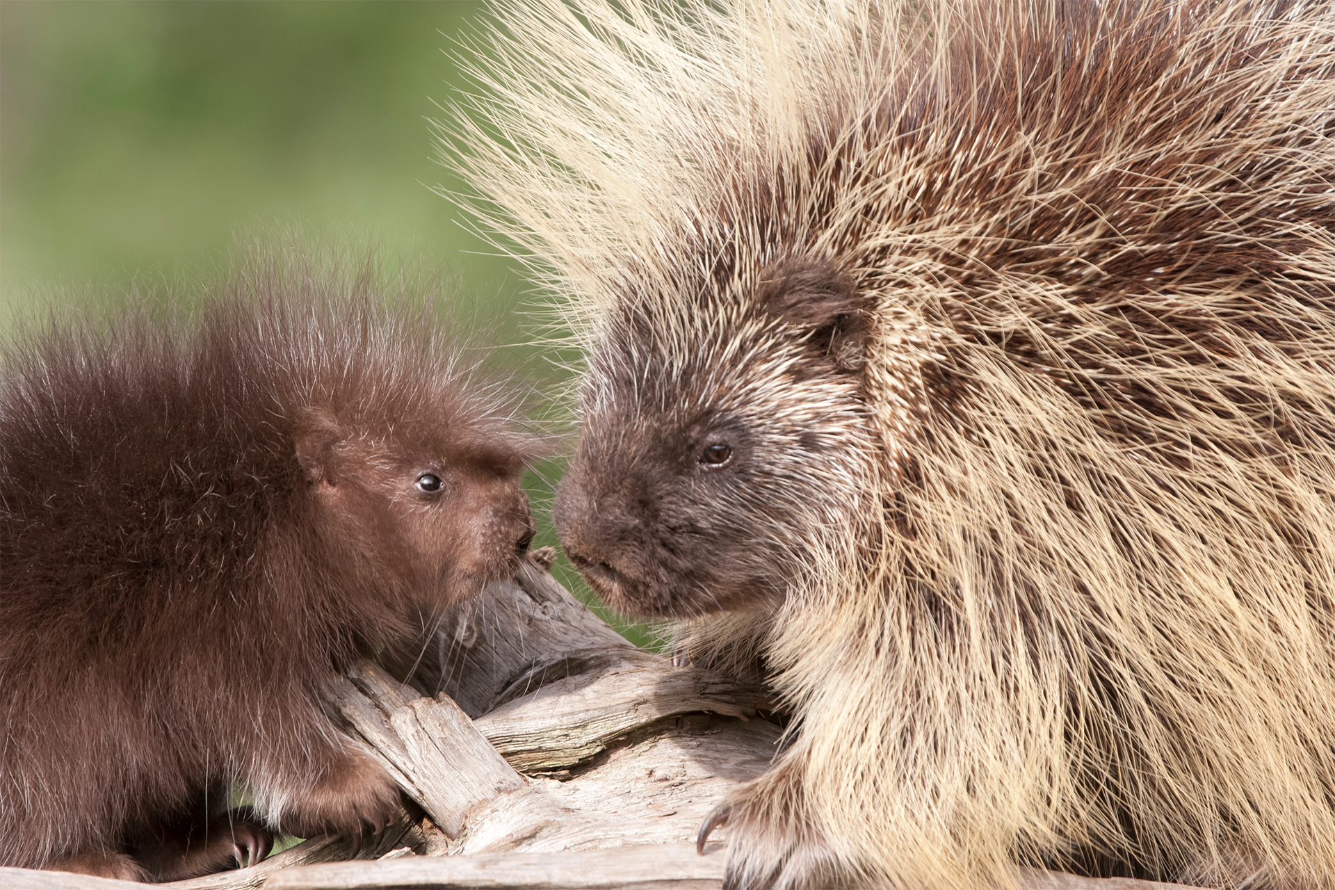 Close-up of Mom and Baby Porcupine Faces