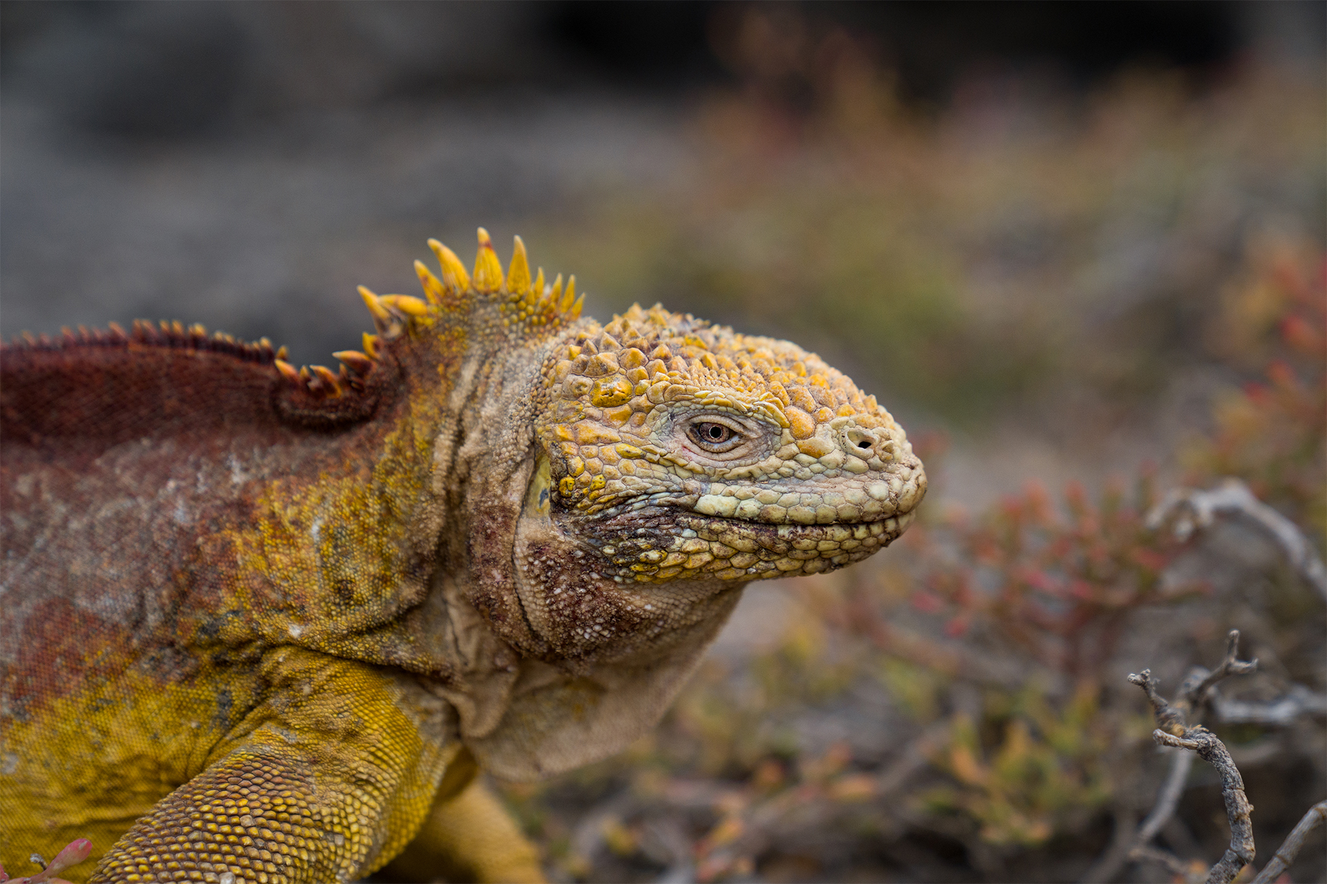 Endangered land iguana Galápagos Islands species back from the brink of extinction scales reptile