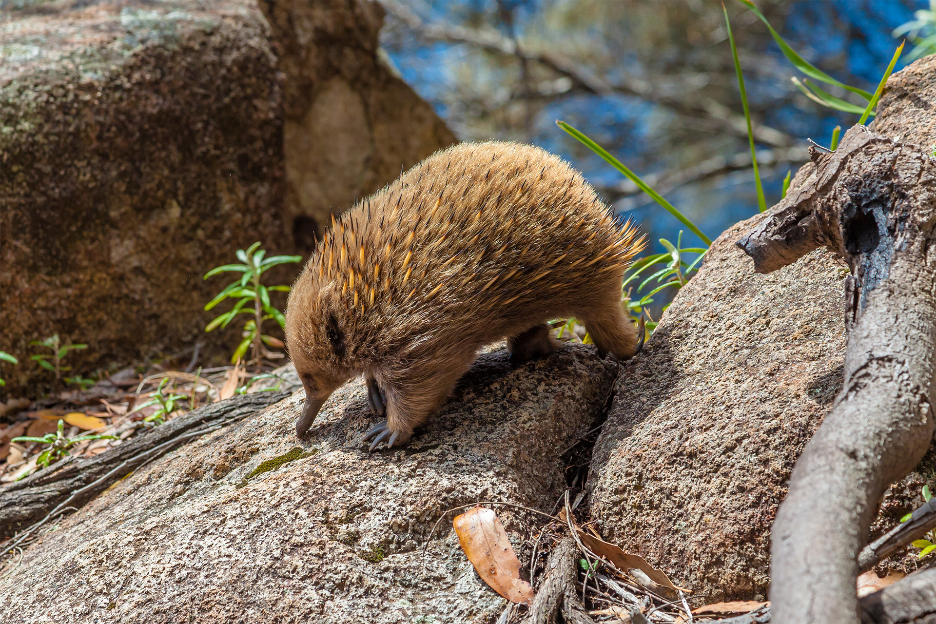Echidna, Tachyglossus species. It 'a mammal, the Order of Monotreme. Bruny Island in South Bruny National Park, Tasmania, Australia.