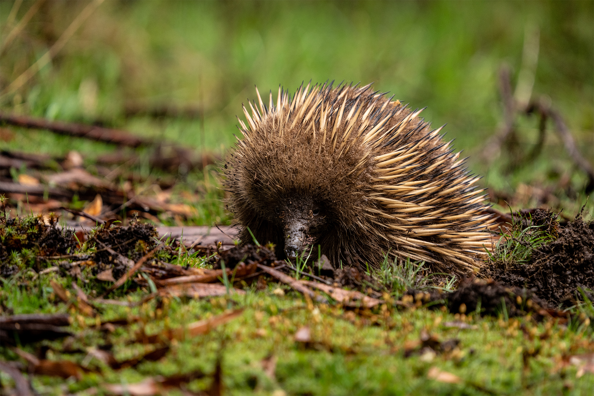 Echidna venturing over mossy forest in Tasmania Australia