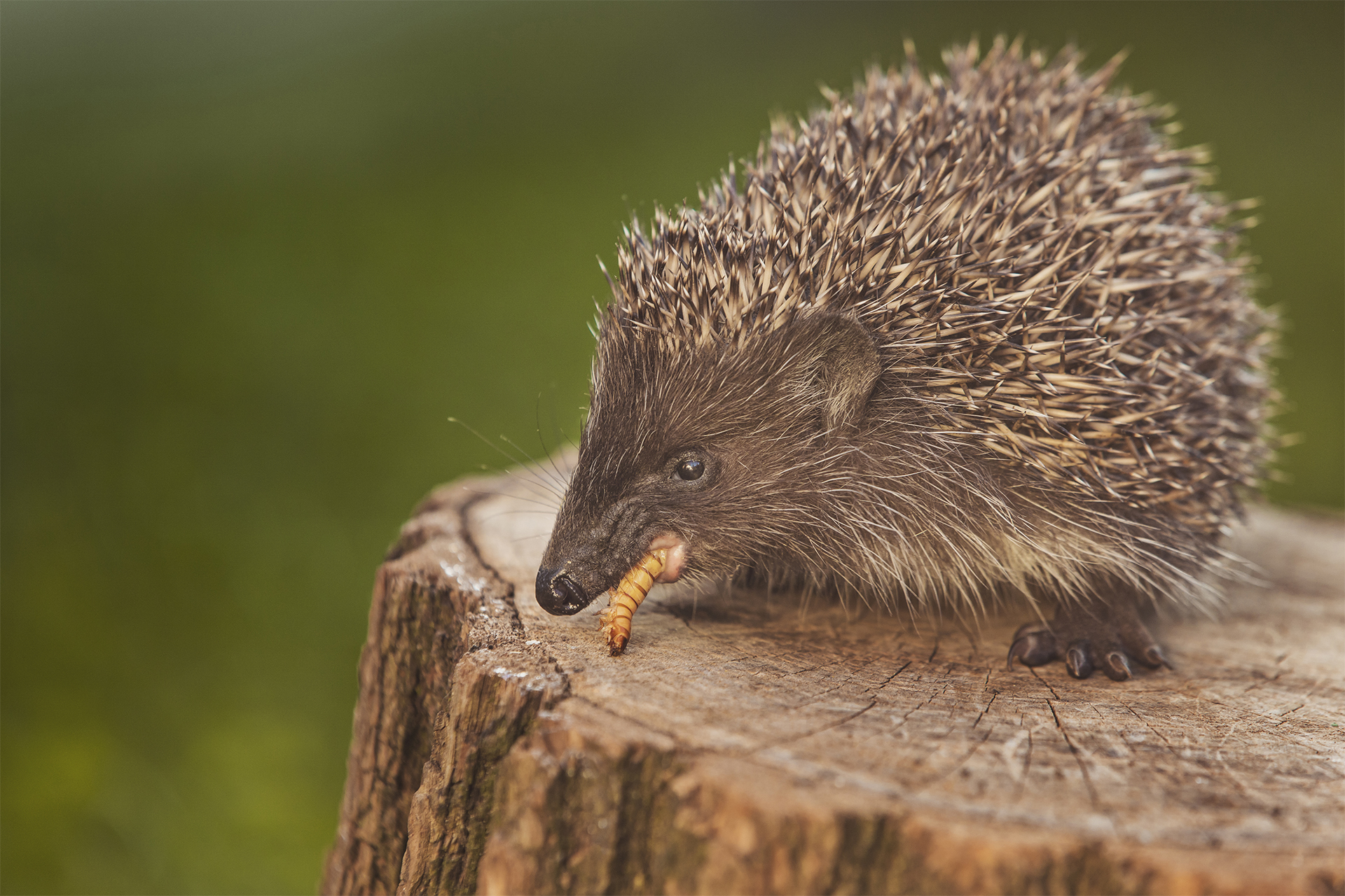 Wild european hedgehog eating a grub