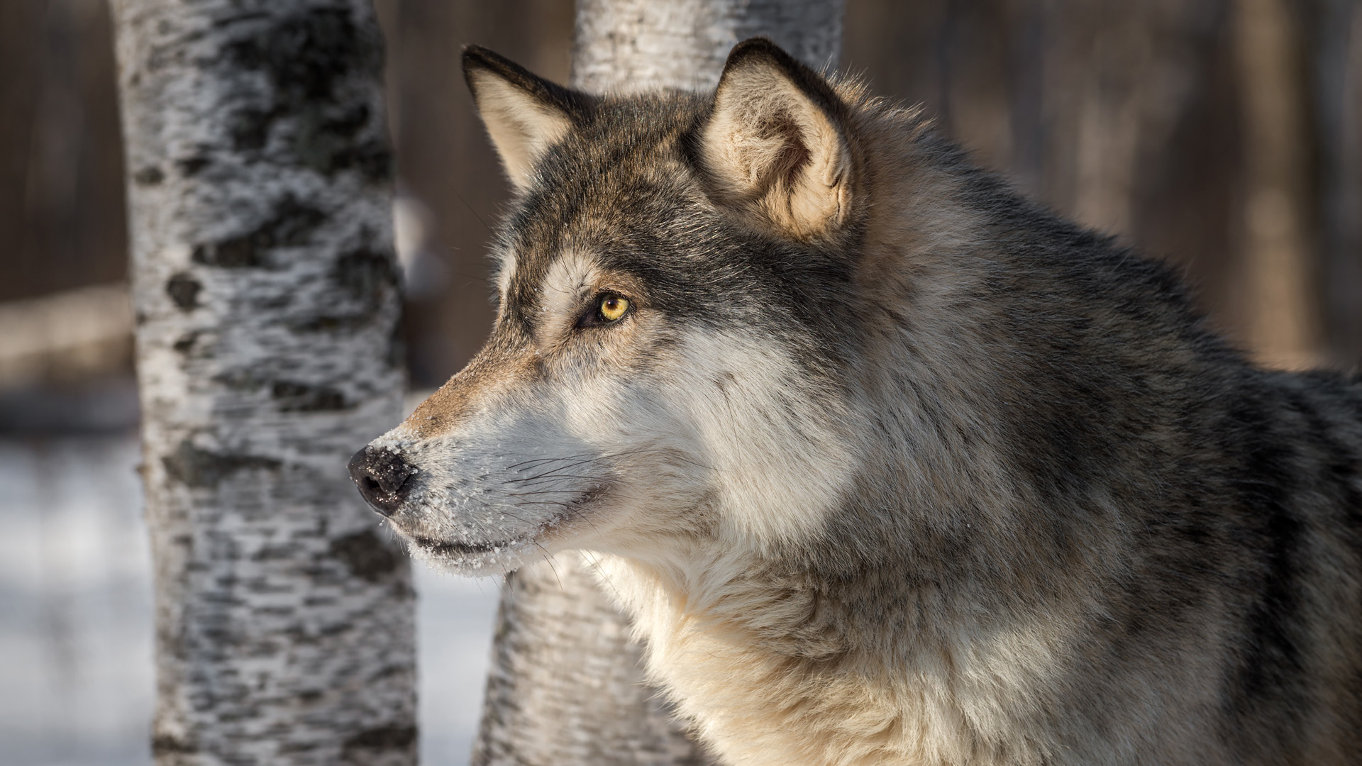 gray wolf, grey wolf, gray wolves, grey wolves